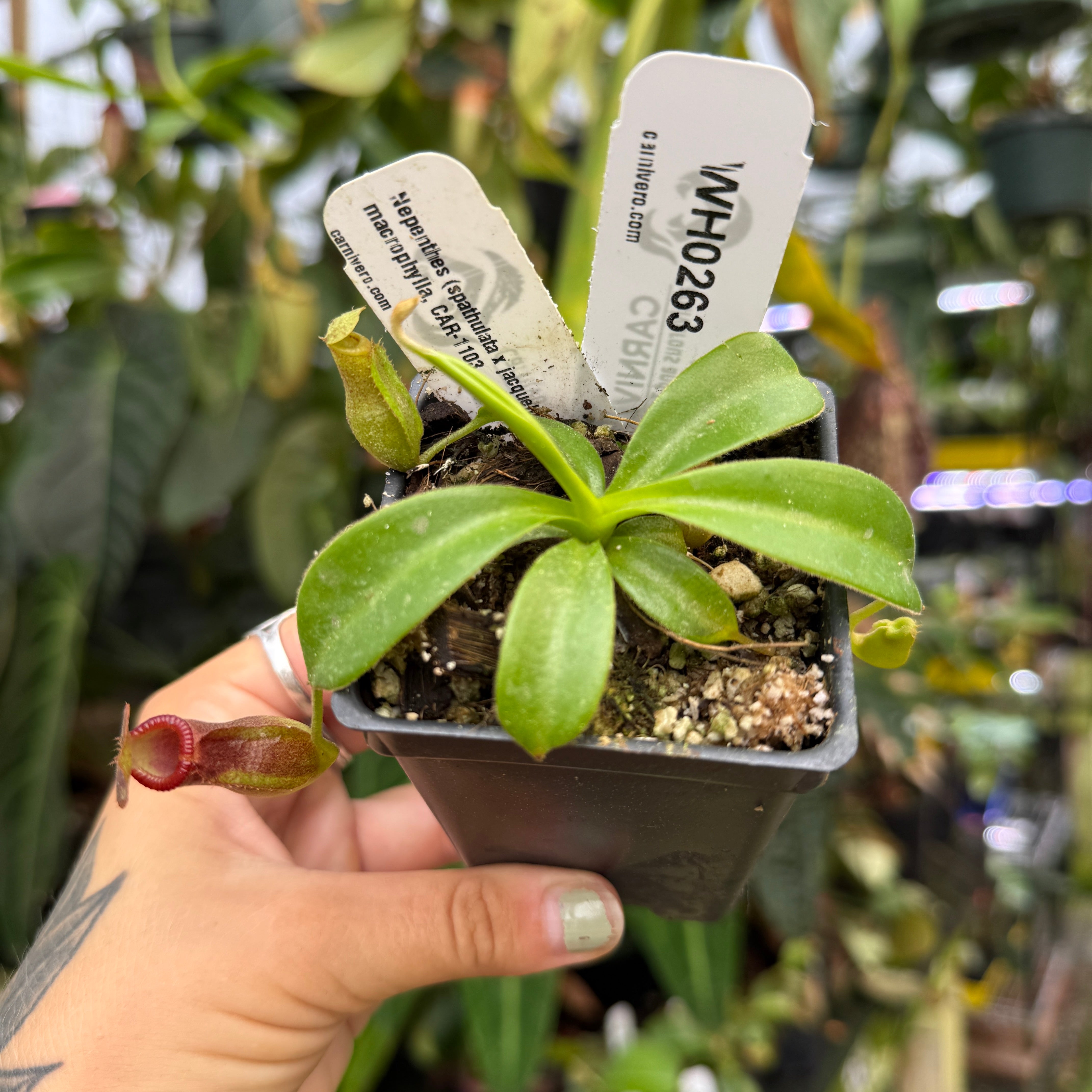 WH0263 Nepenthes (spathulata x jacquelineae) x macrophylla, CAR