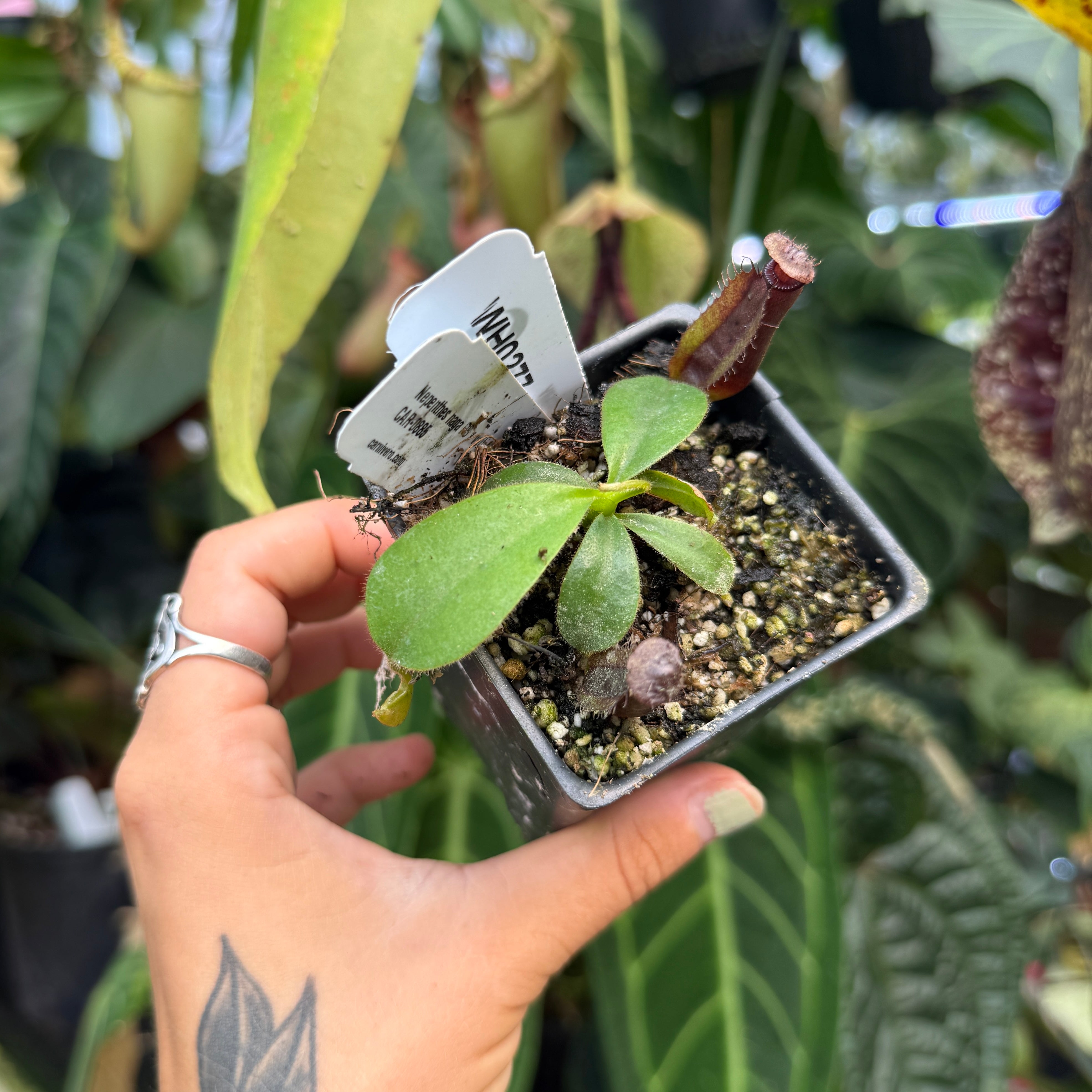 Napat Wattanaページ WH0277 Nepenthes naga PB x veitchii 'Candy Dreams', CAR-0885 (S
