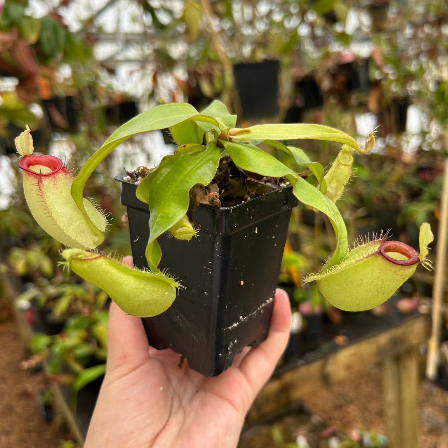 Nepenthes ampullaria (Thai Hot Lips x Hot Lips), CAR-0850