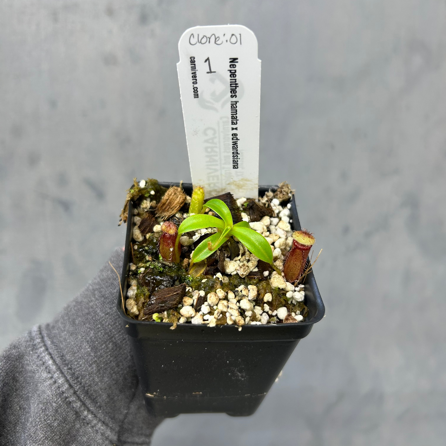 Nepenthes hamata x edwardsiana - Exact Plant 10/23/25