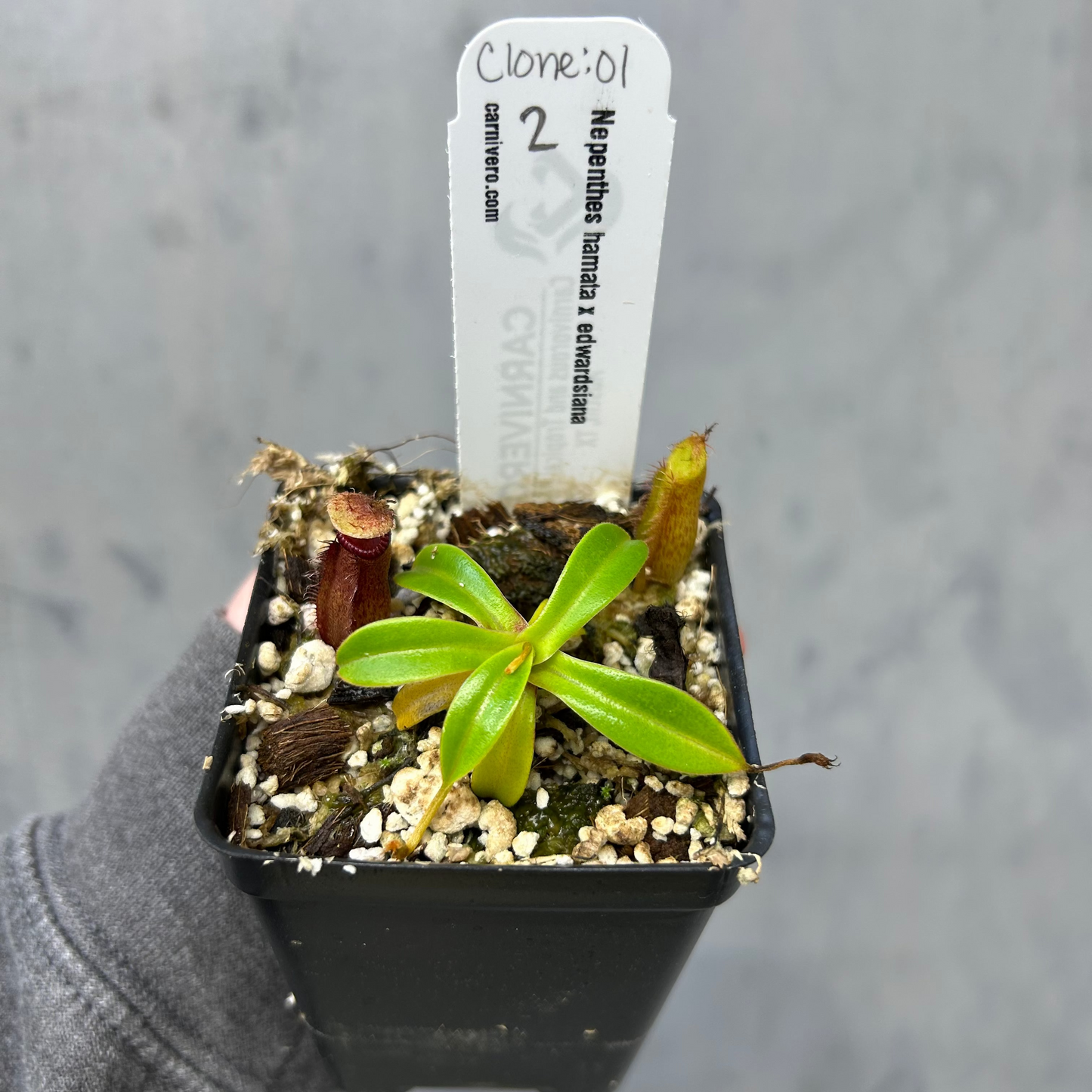 Nepenthes hamata x edwardsiana - Exact Plant 10/23/25