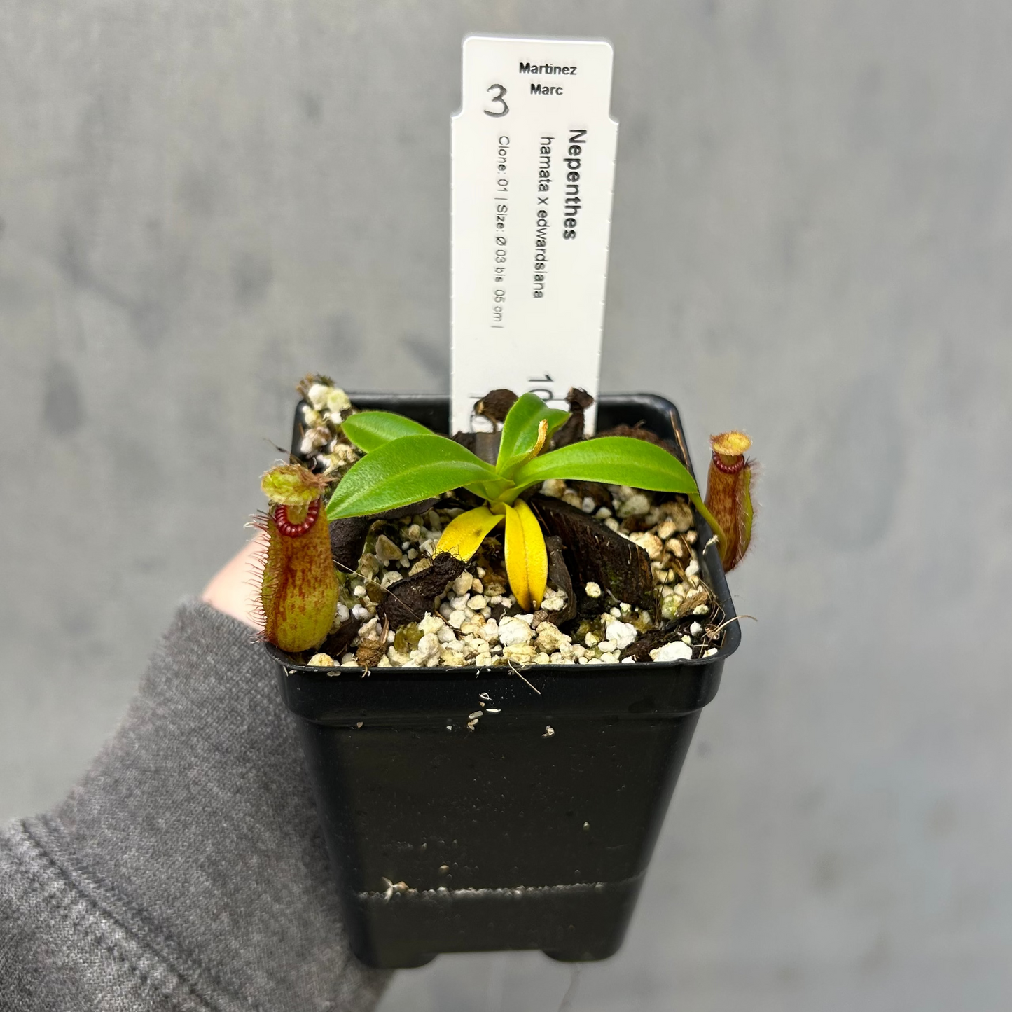Nepenthes hamata x edwardsiana - Exact Plant 10/23/25