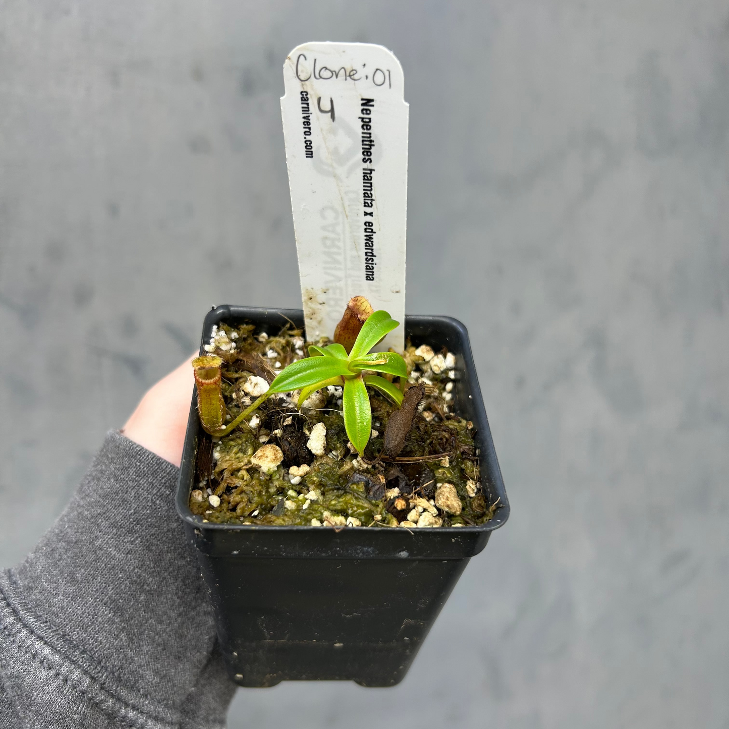 Nepenthes hamata x edwardsiana - Exact Plant 10/23/25