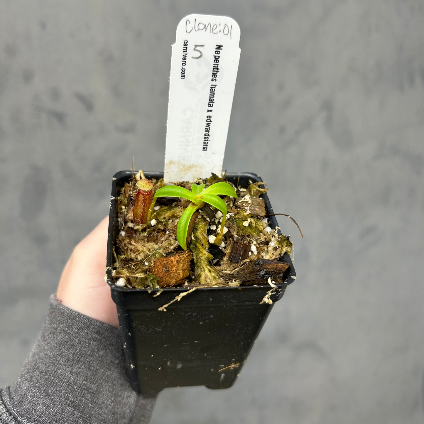 Nepenthes hamata x edwardsiana - Exact Plant 10/23/25