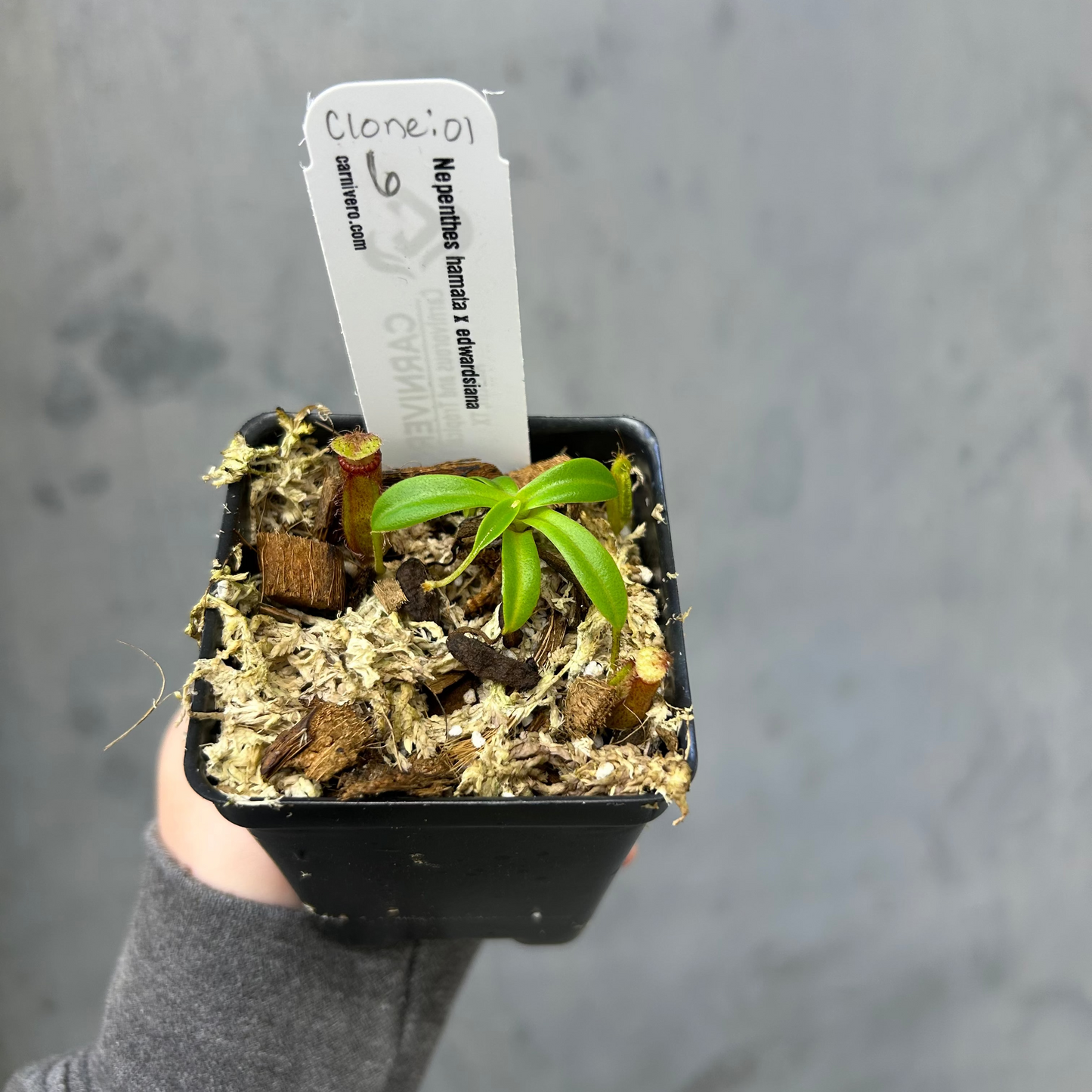 Nepenthes hamata x edwardsiana - Exact Plant 10/23/25
