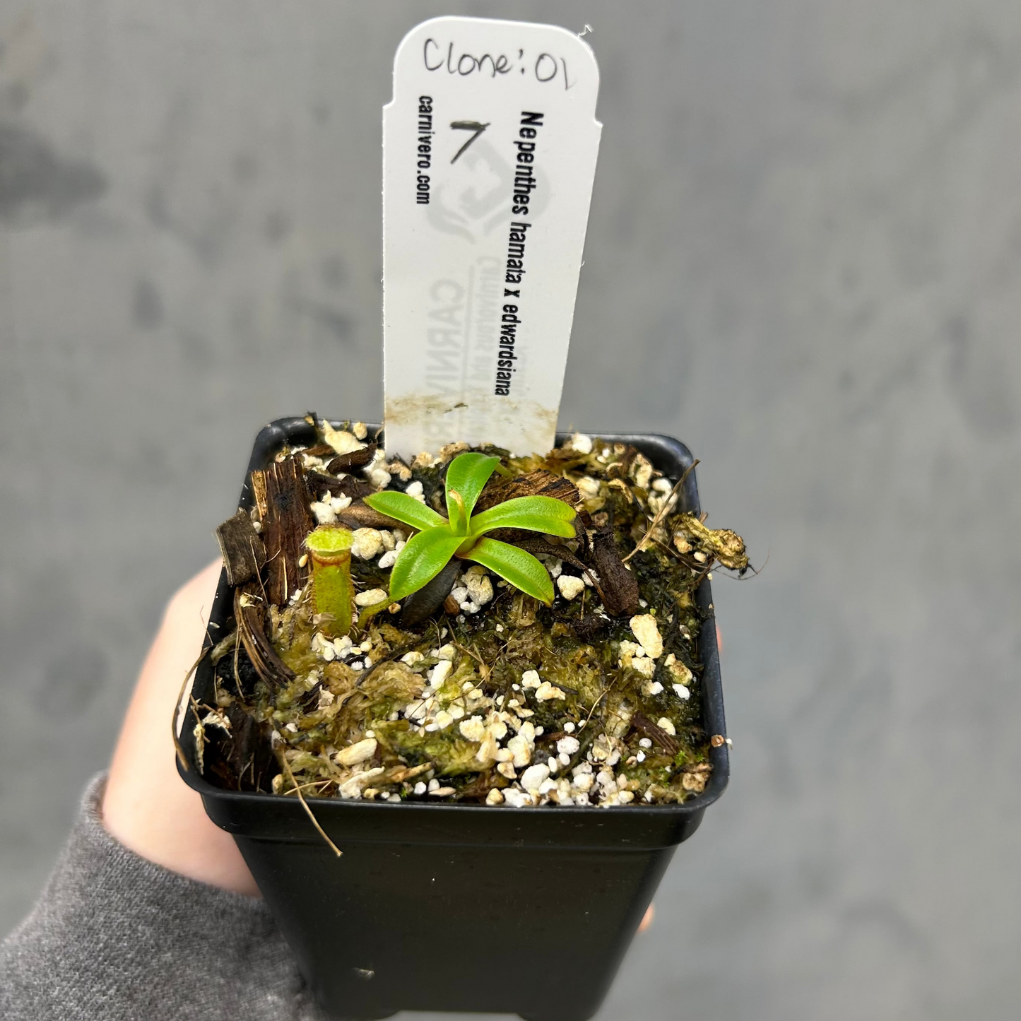 Nepenthes hamata x edwardsiana - Exact Plant 10/23/25