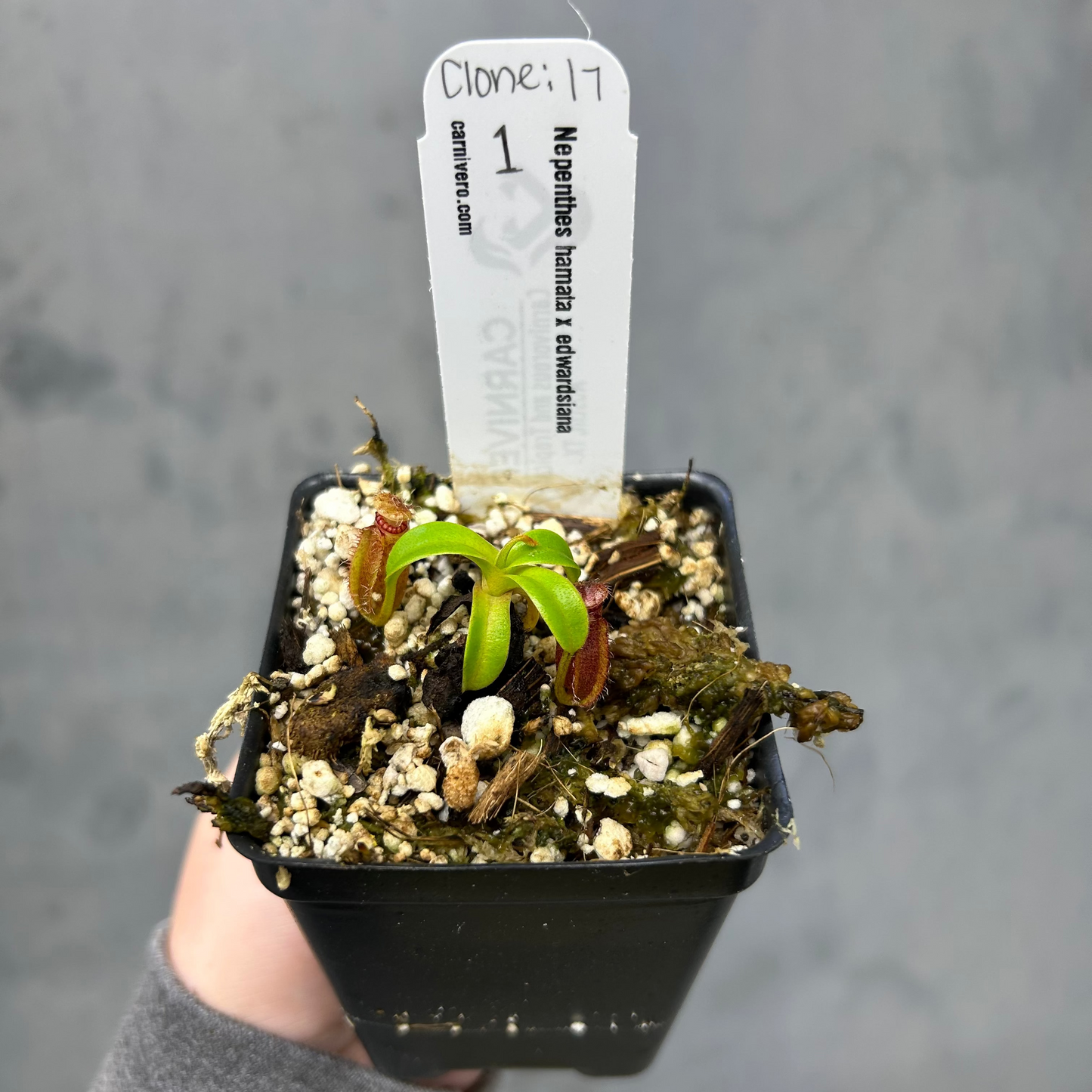 Nepenthes hamata x edwardsiana - Exact Plant 10/23/25