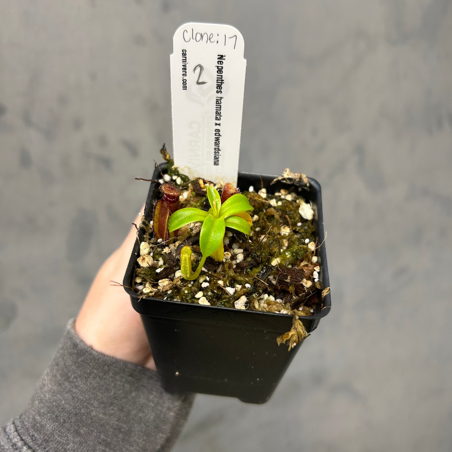 Nepenthes hamata x edwardsiana - Exact Plant 10/23/25