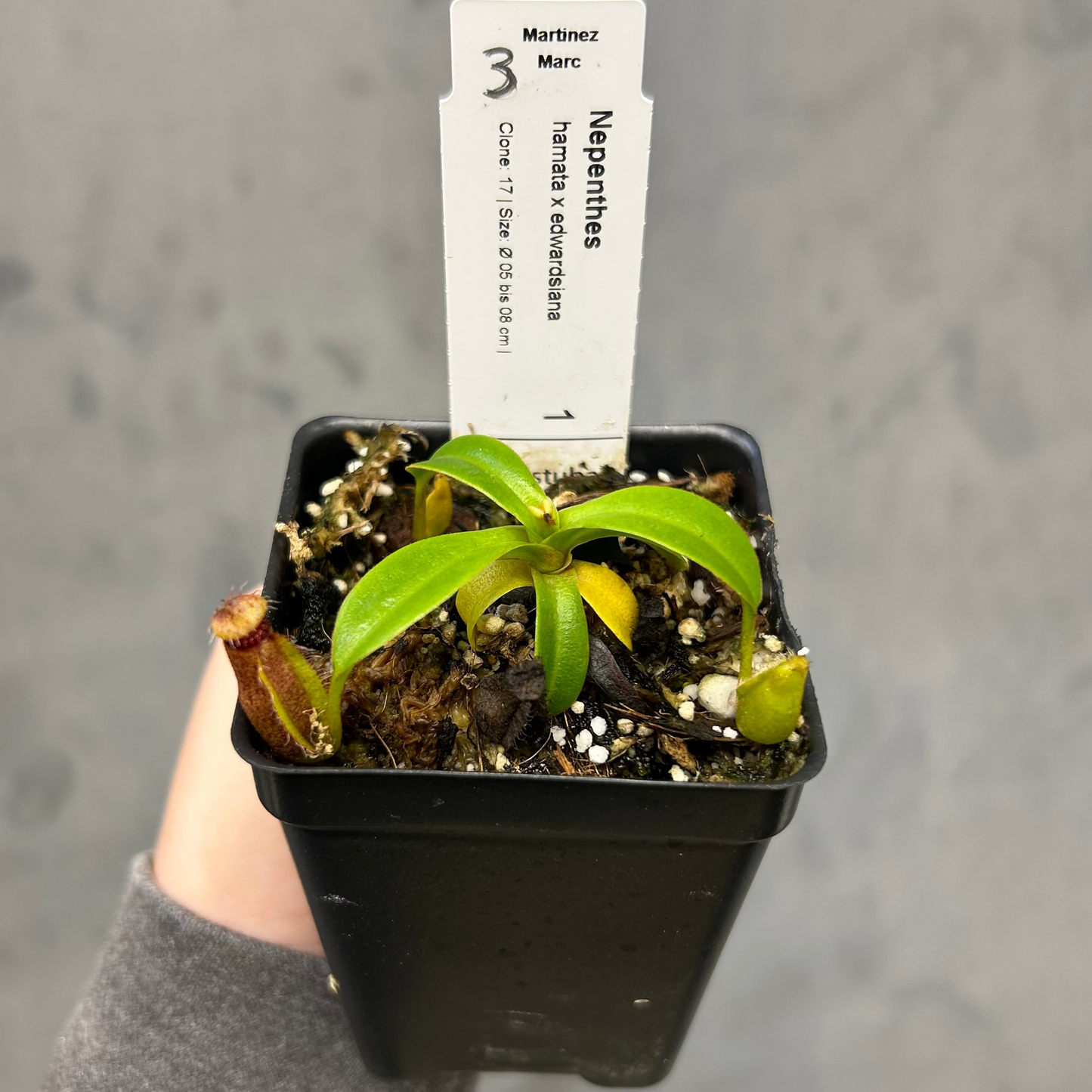 Nepenthes hamata x edwardsiana - Exact Plant 10/23/25