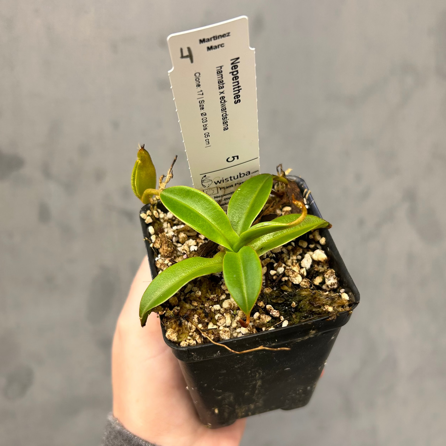 Nepenthes hamata x edwardsiana - Exact Plant 10/23/25