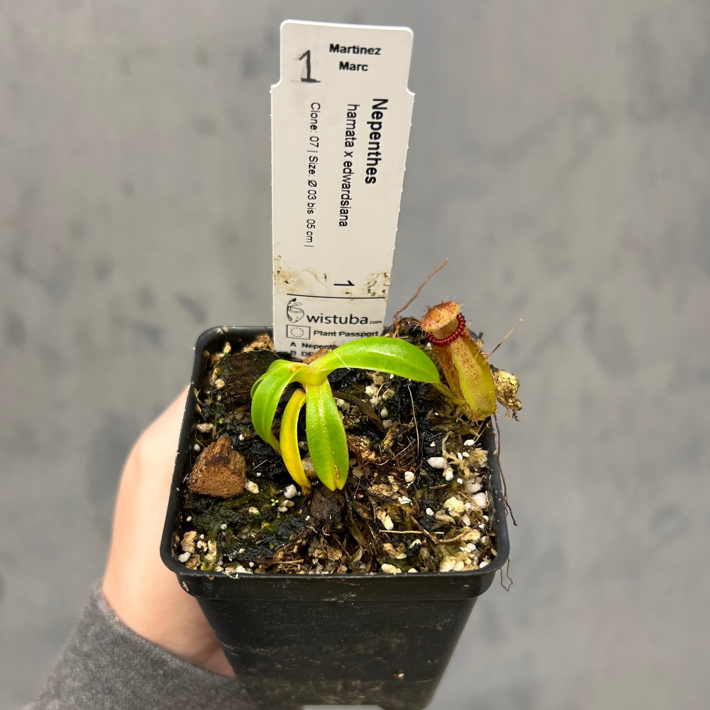 Nepenthes hamata x edwardsiana - Exact Plant 10/23/25