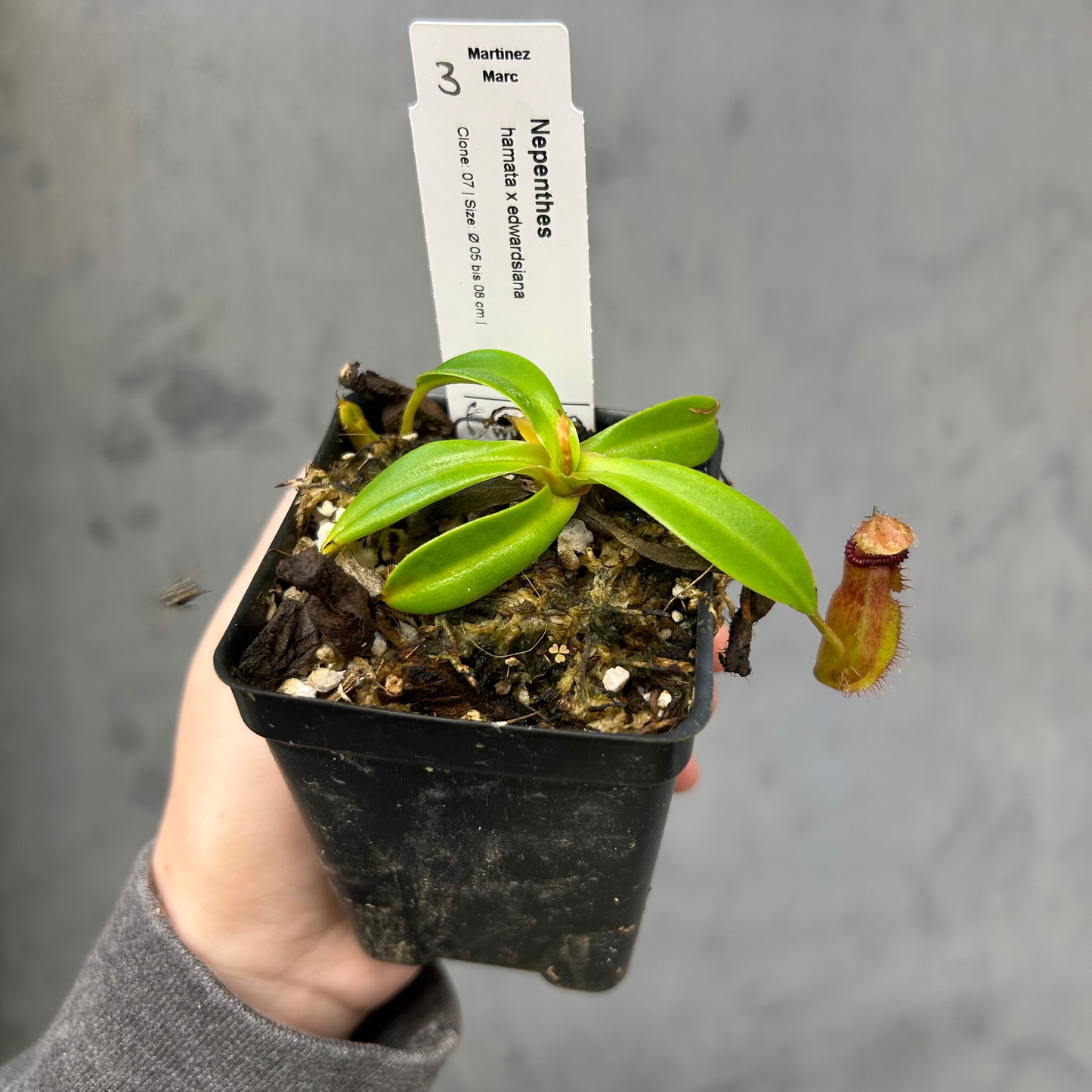 Nepenthes hamata x edwardsiana - Exact Plant 10/23/25