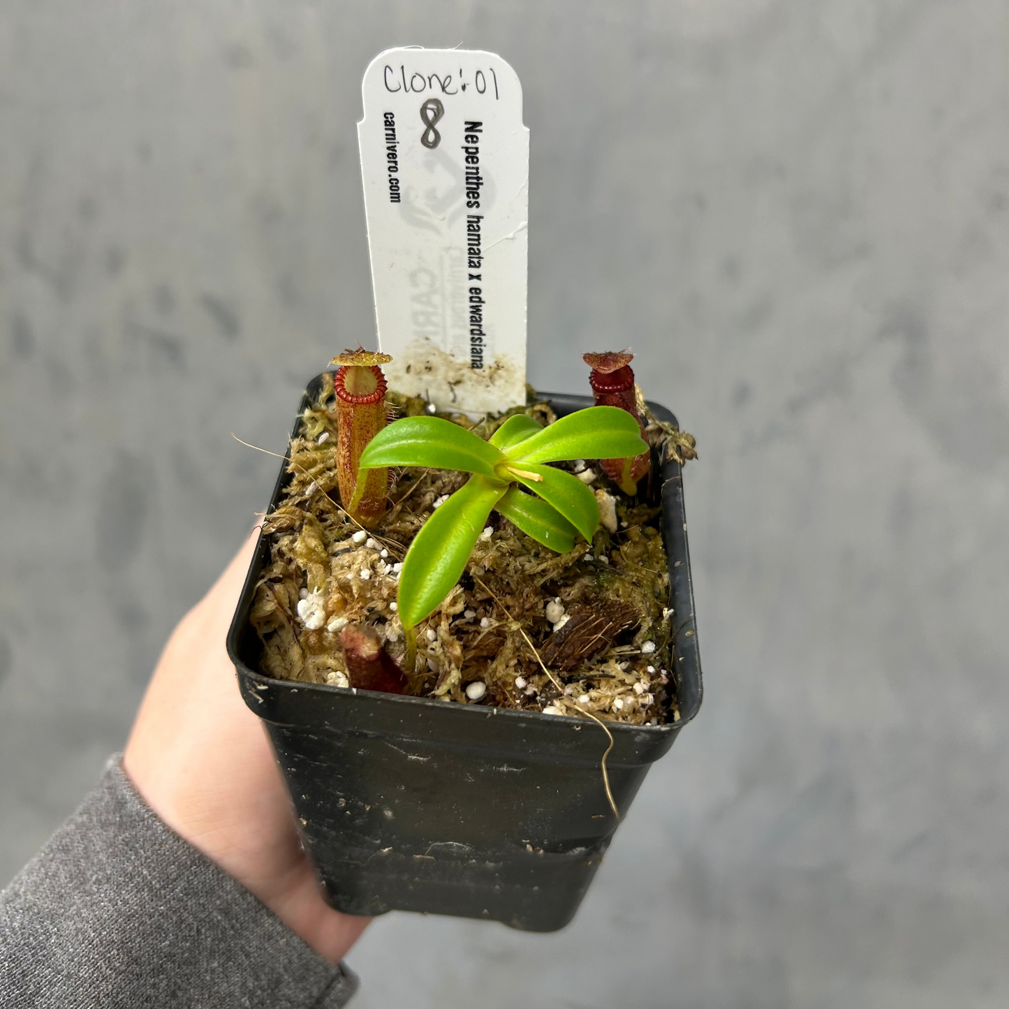 Nepenthes hamata x edwardsiana - Exact Plant 10/23/25