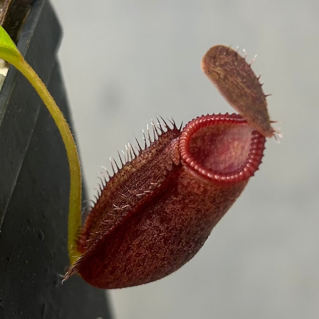 Nepenthes hamata x lowii, BE-4609 – Carnivero