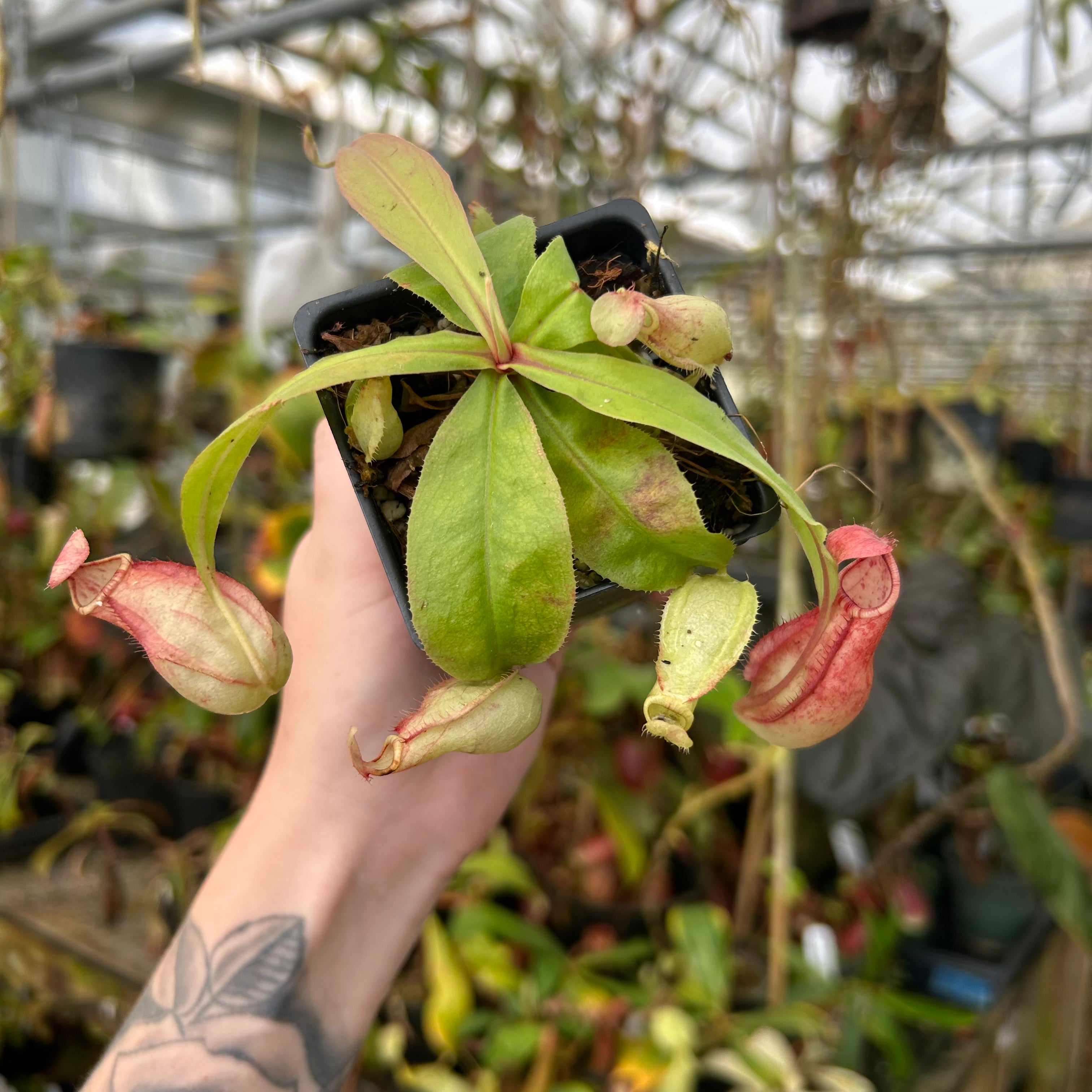 Nepenthes Nepenthes