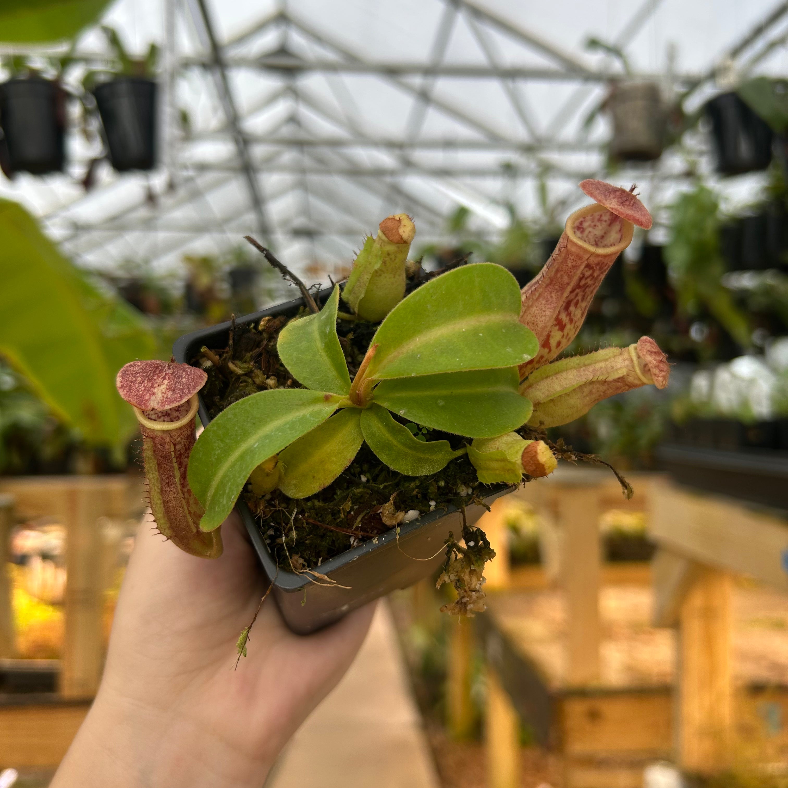 Nepenthes [(lowii x veitchii) x tiveyi] x platychila white, CAR