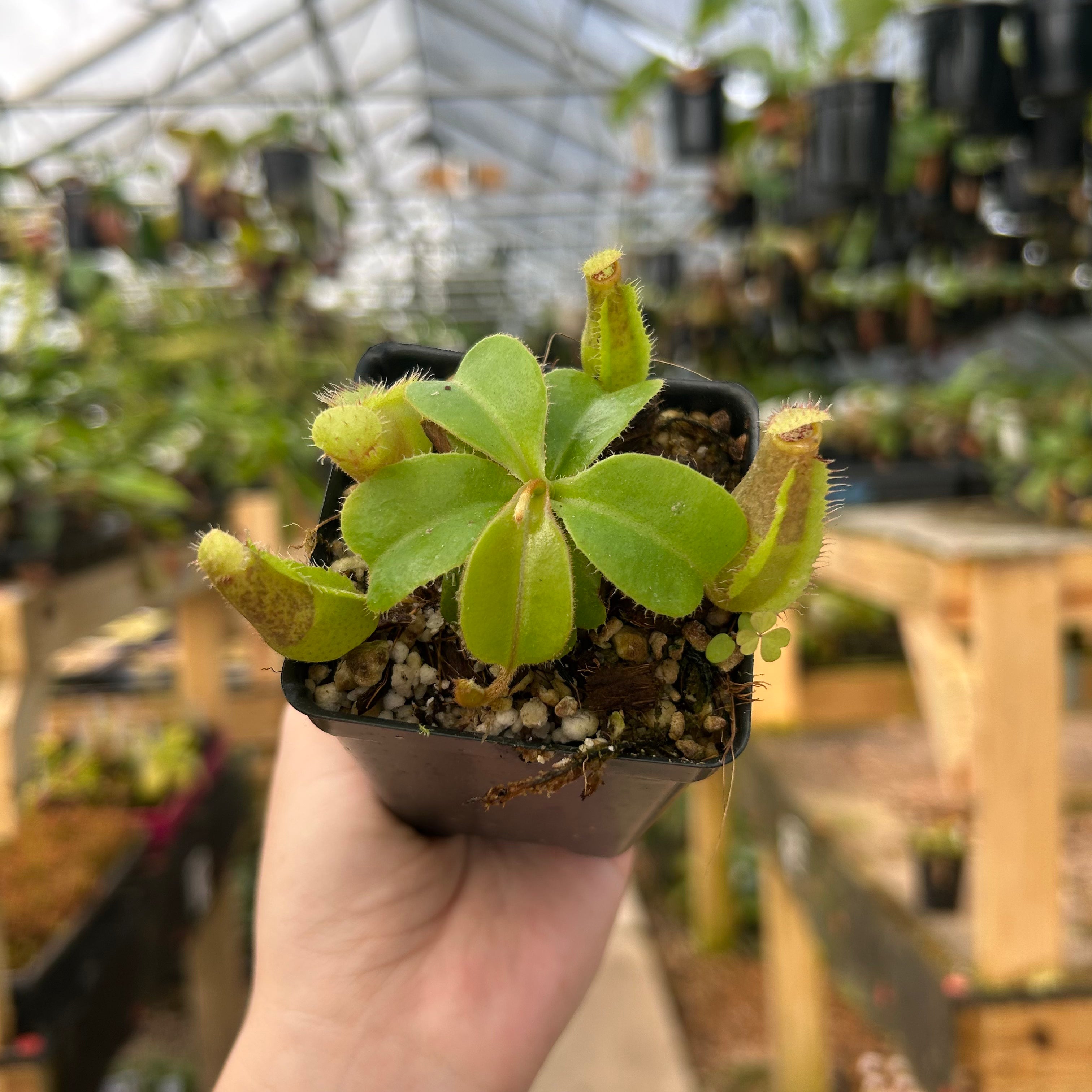 Nepenthes veitchii (k) x (northiana x veitchii), CAR-0884 – Carnivero