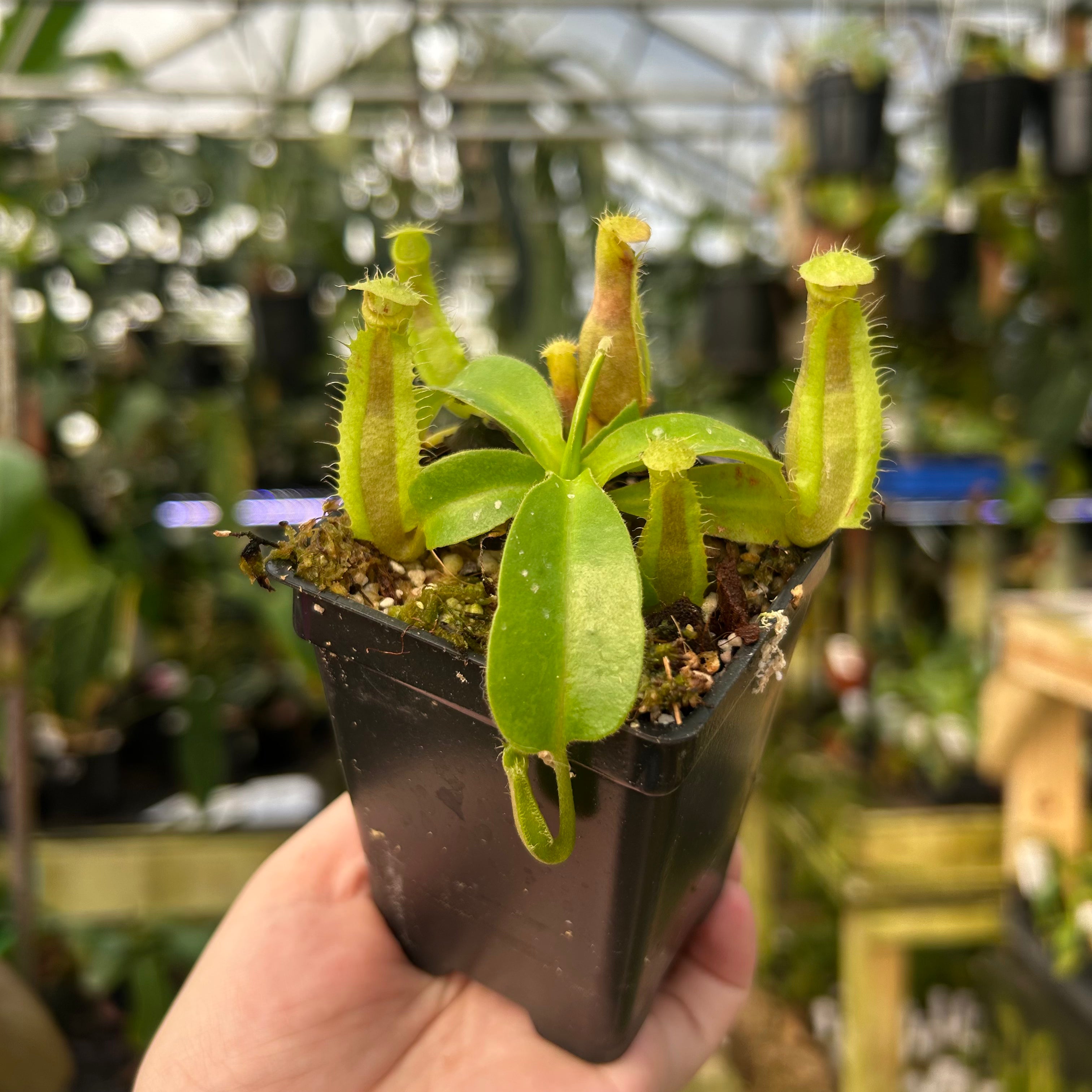 Nepenthes veitchii (k) x (northiana x veitchii), CAR-0884 – Carnivero