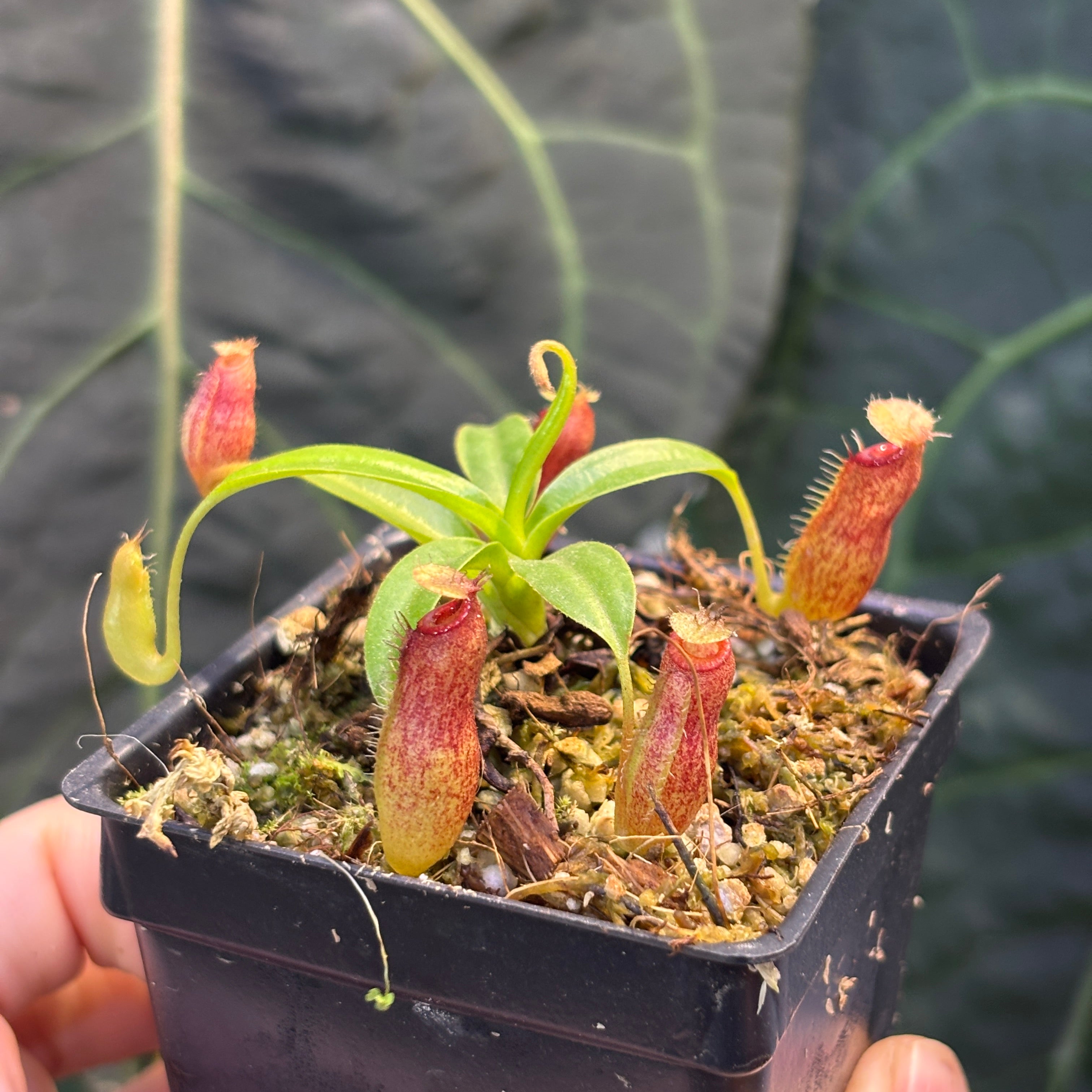 scientia est potentia リンゴ インテリア W204] Nepenthes aristolochioides x edwardsiana – Carnivero