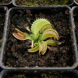 Venus Flytrap "Dente" (Dionaea muscipula) Wholesale
