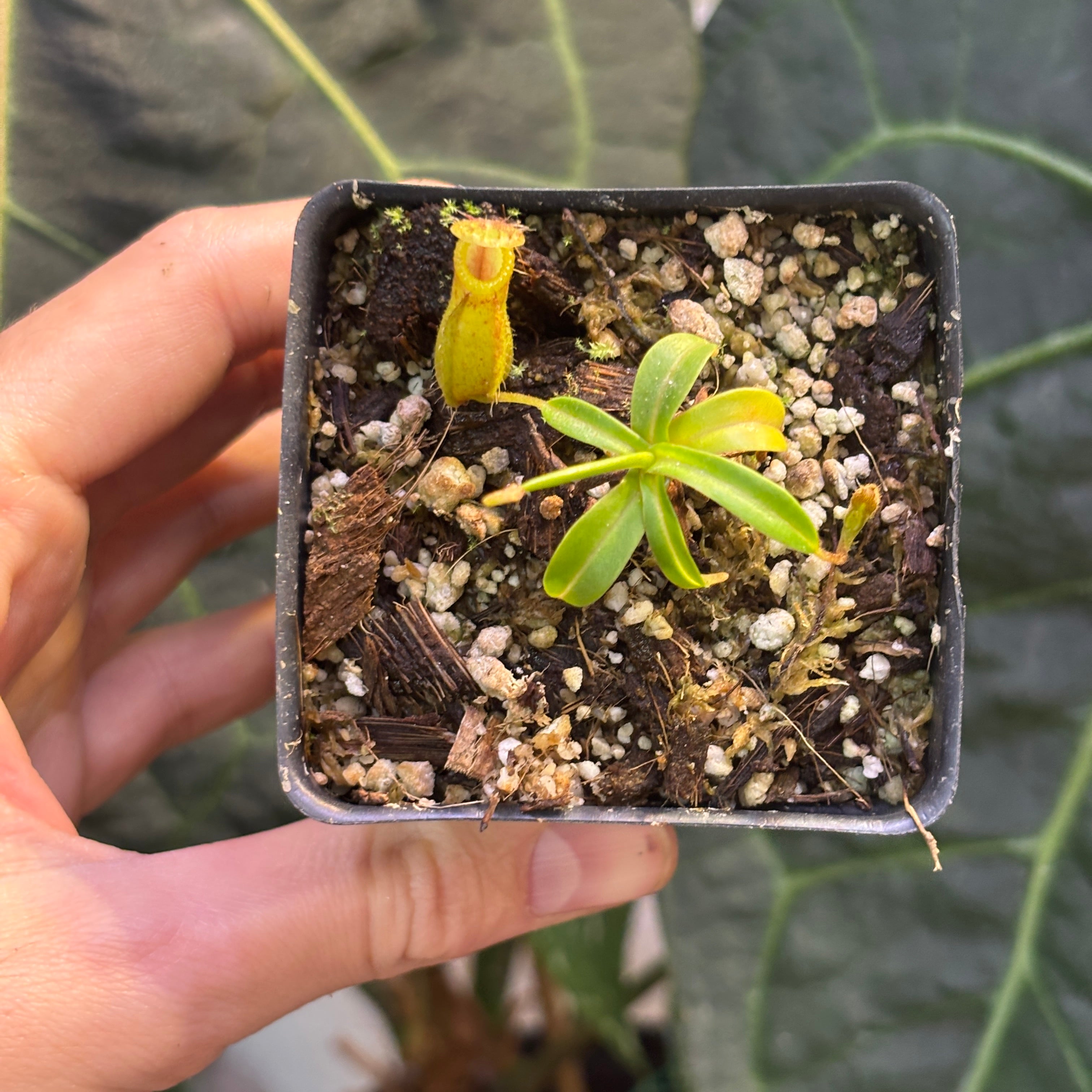 W212] Nepenthes undulatifolia x edwardsiana – Carnivero