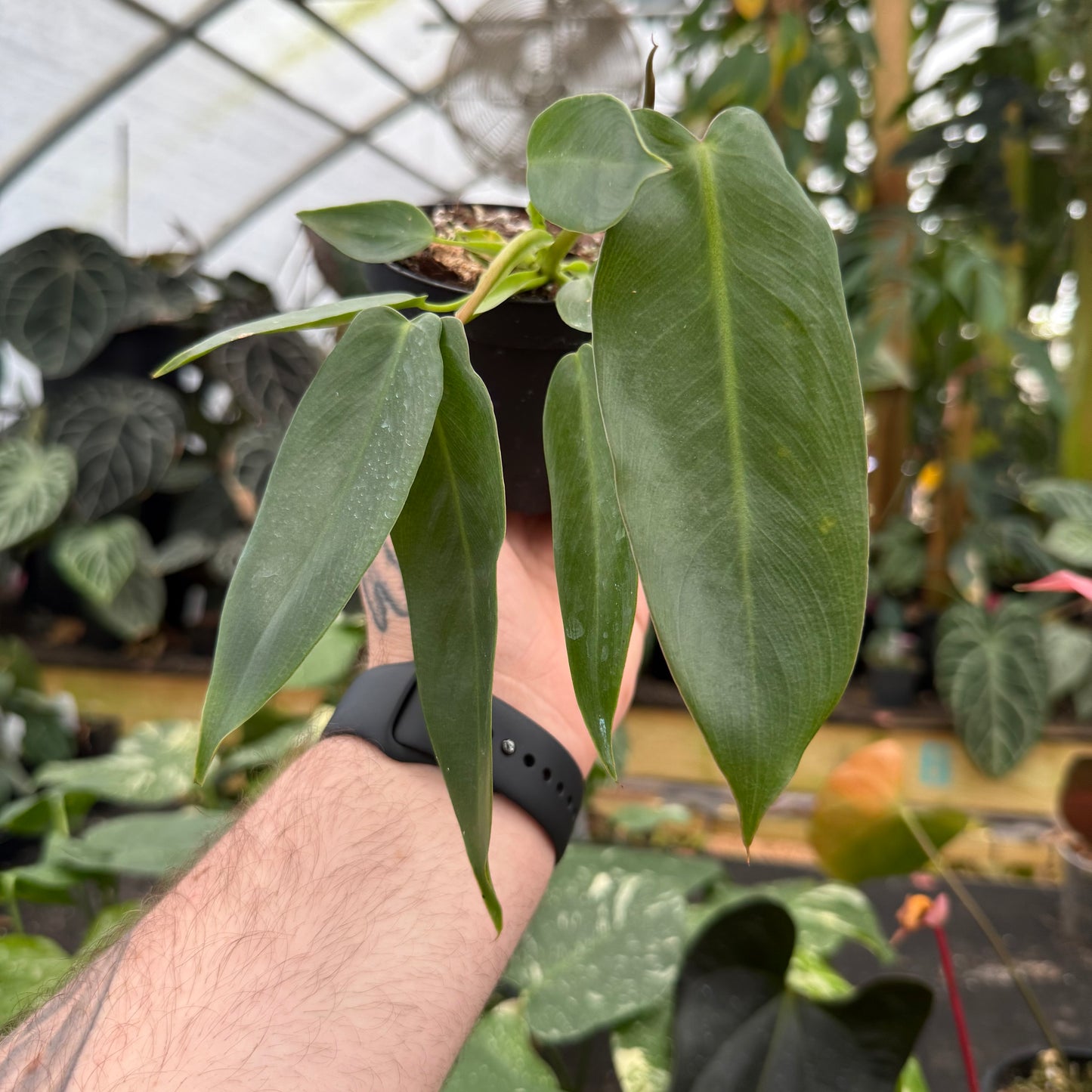 Philodendron spiritus sancti