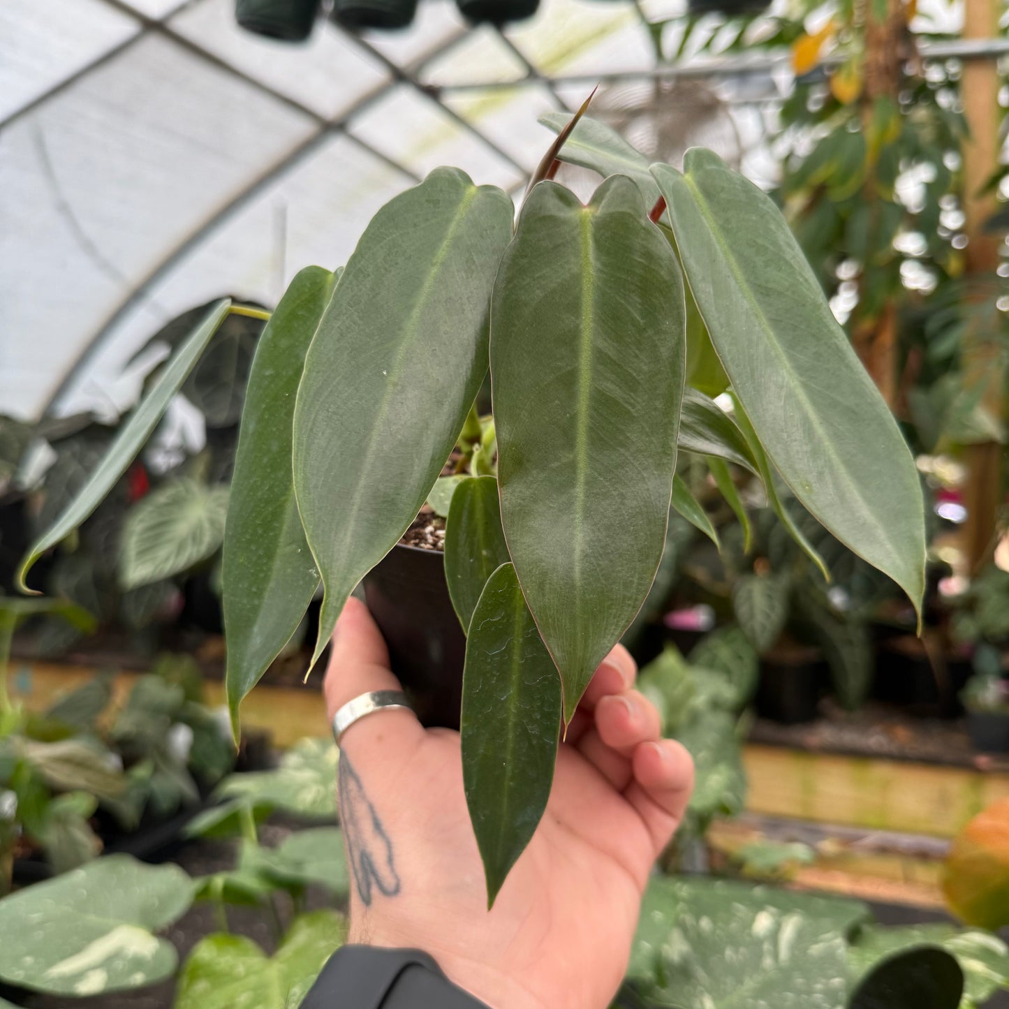 Philodendron spiritus sancti