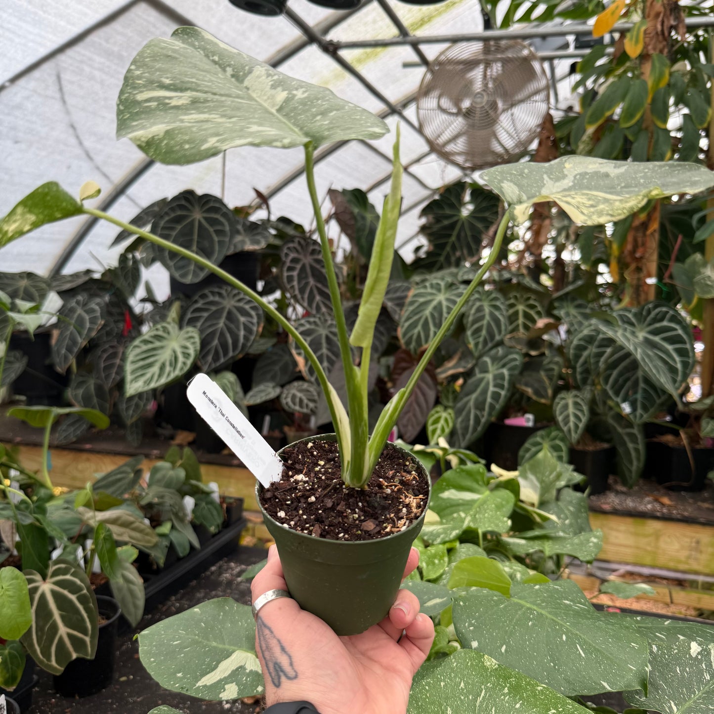 Monstera deliciosa 'Thai Constellation'