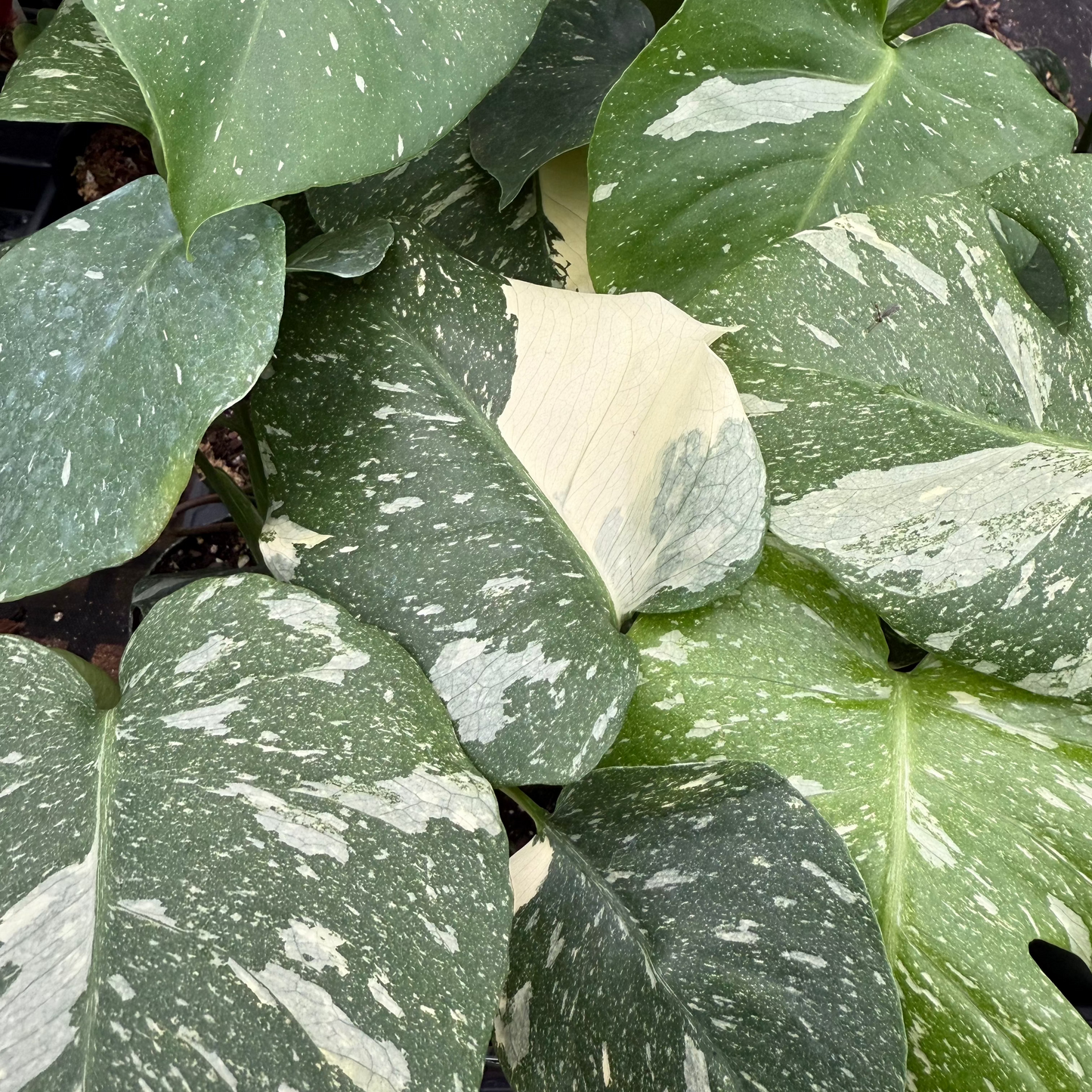 Monstera deliciosa 'Thai Constellation'