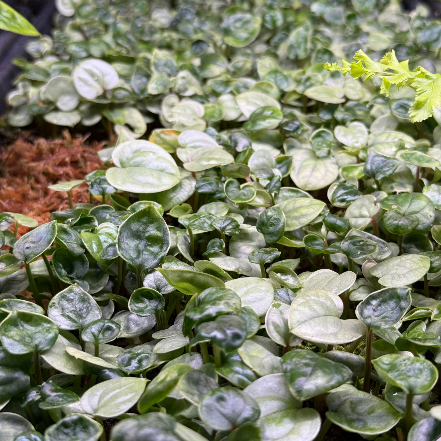 Anthurium luxurians