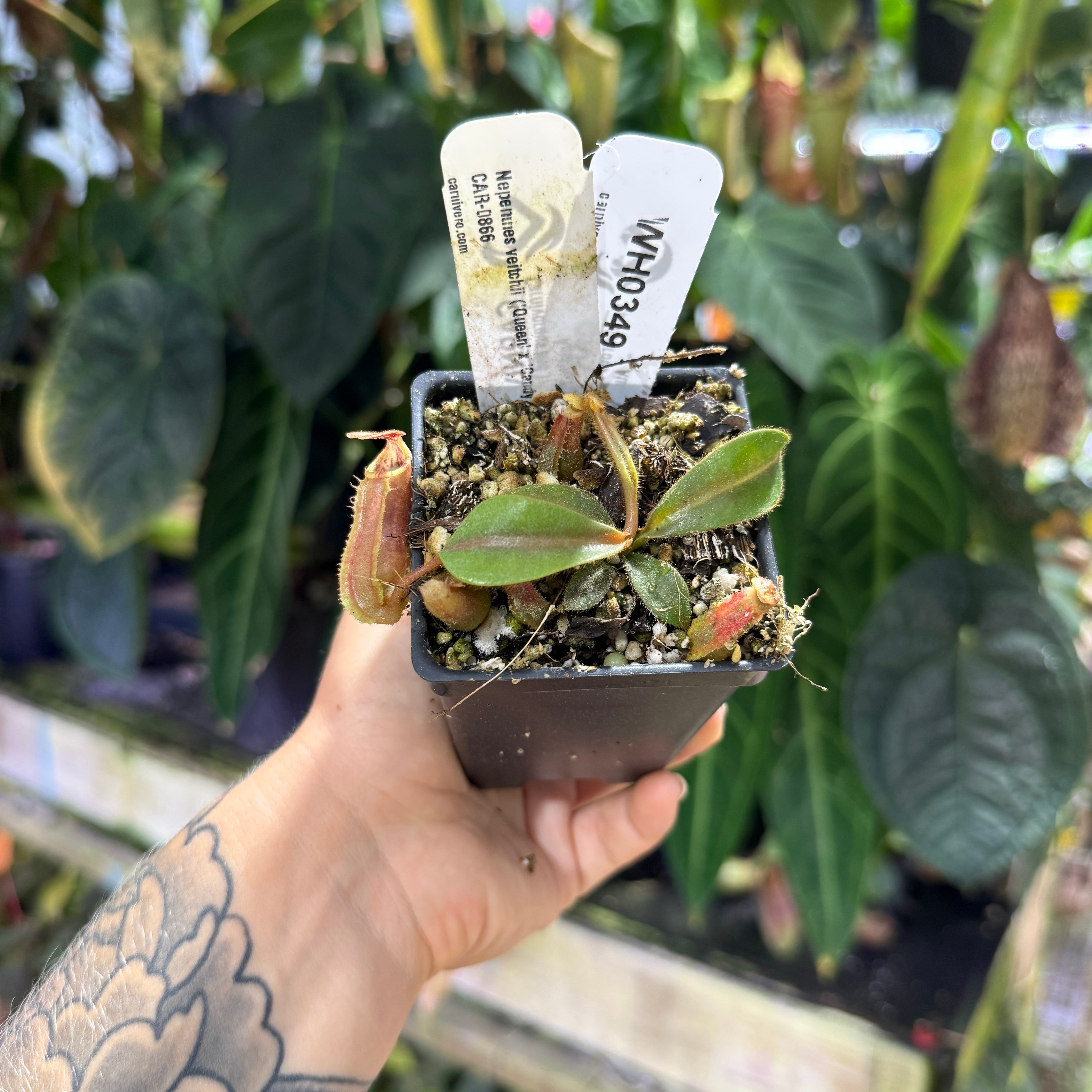 WH0349 Nepenthes veitchii ('Queen' x 'Candy Dreams') CAR-0866 (S