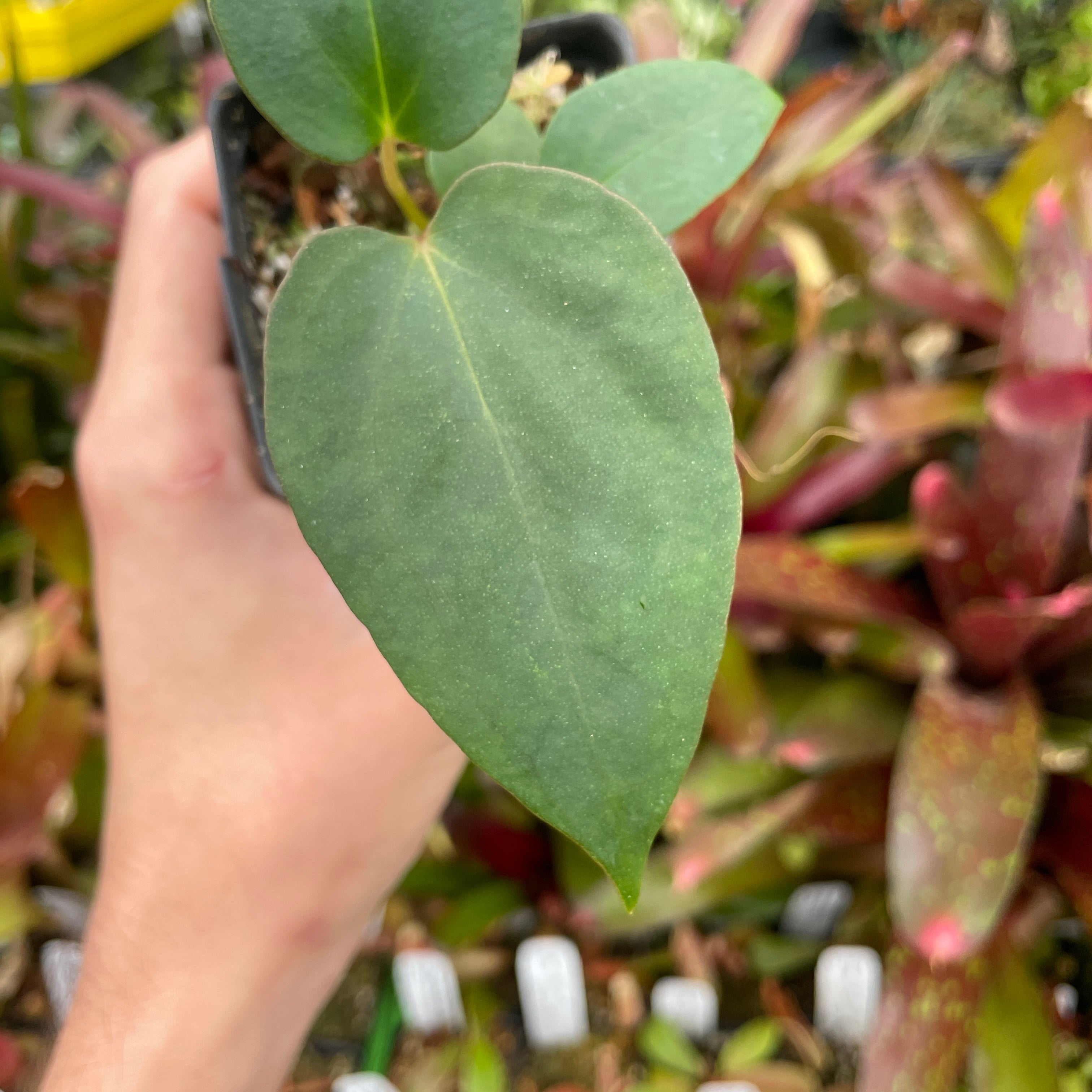 A229] Anthurium antolakii (BVEP) x (antolakii x portillae