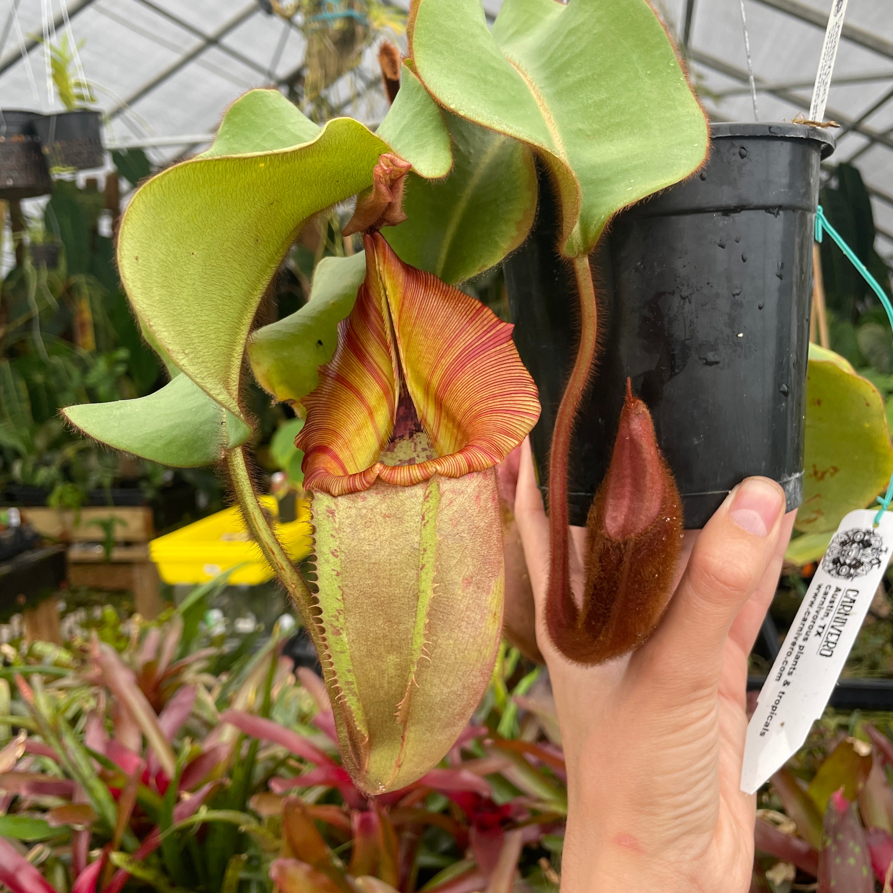 A232] Nepenthes veitchii (Bareo x Candy Yamada) (XXL, unpotted