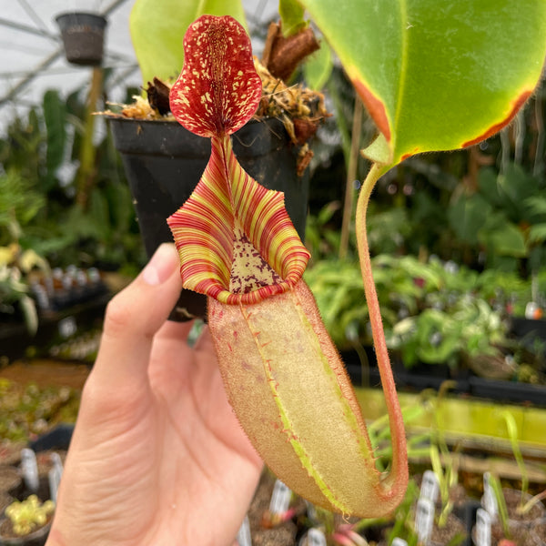 [A241] Nepenthes veitchii Bareo Squat (XL, Unpotted)