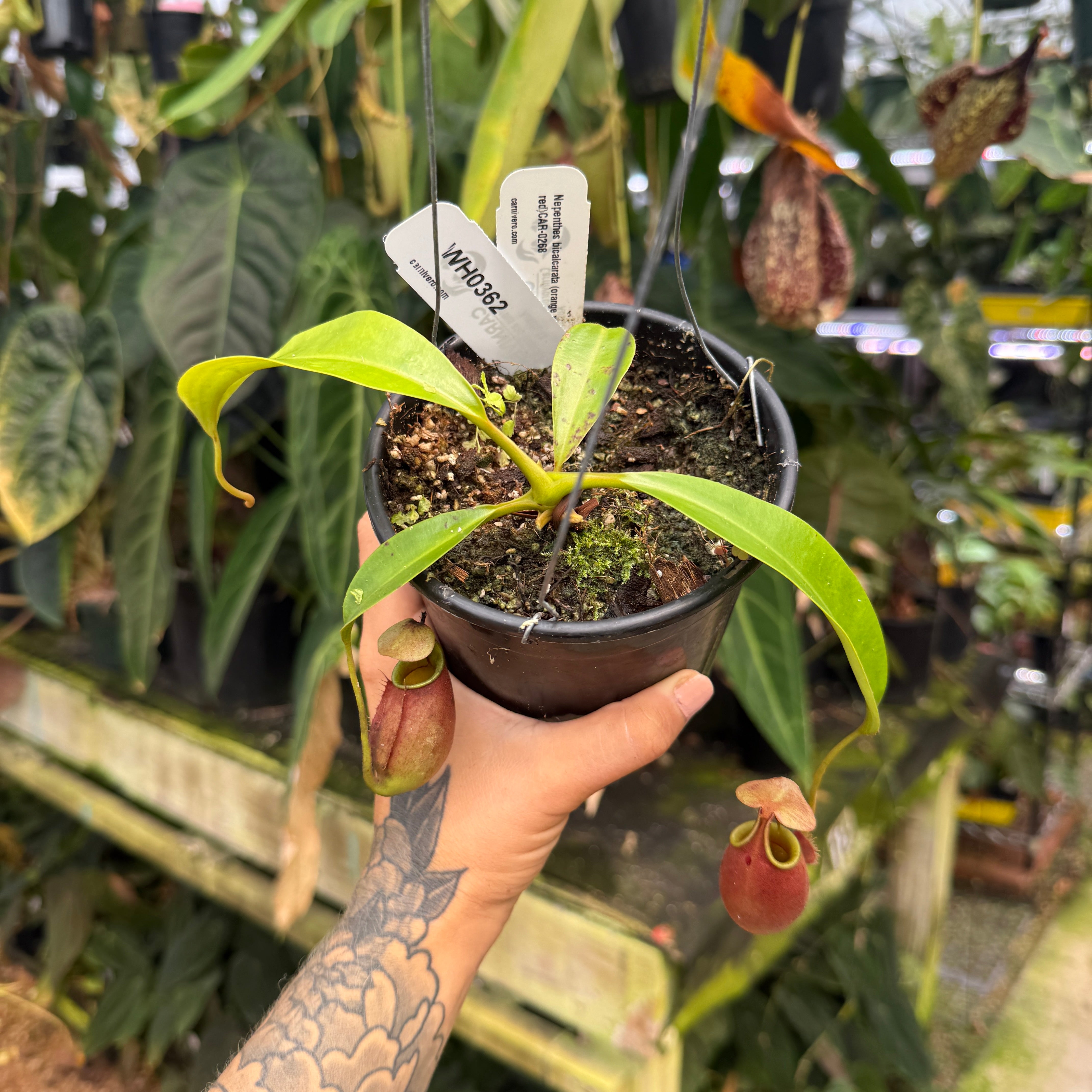 Nepenthes bicalcarata - | – x Bicalcarata Brunei Orange (Orange