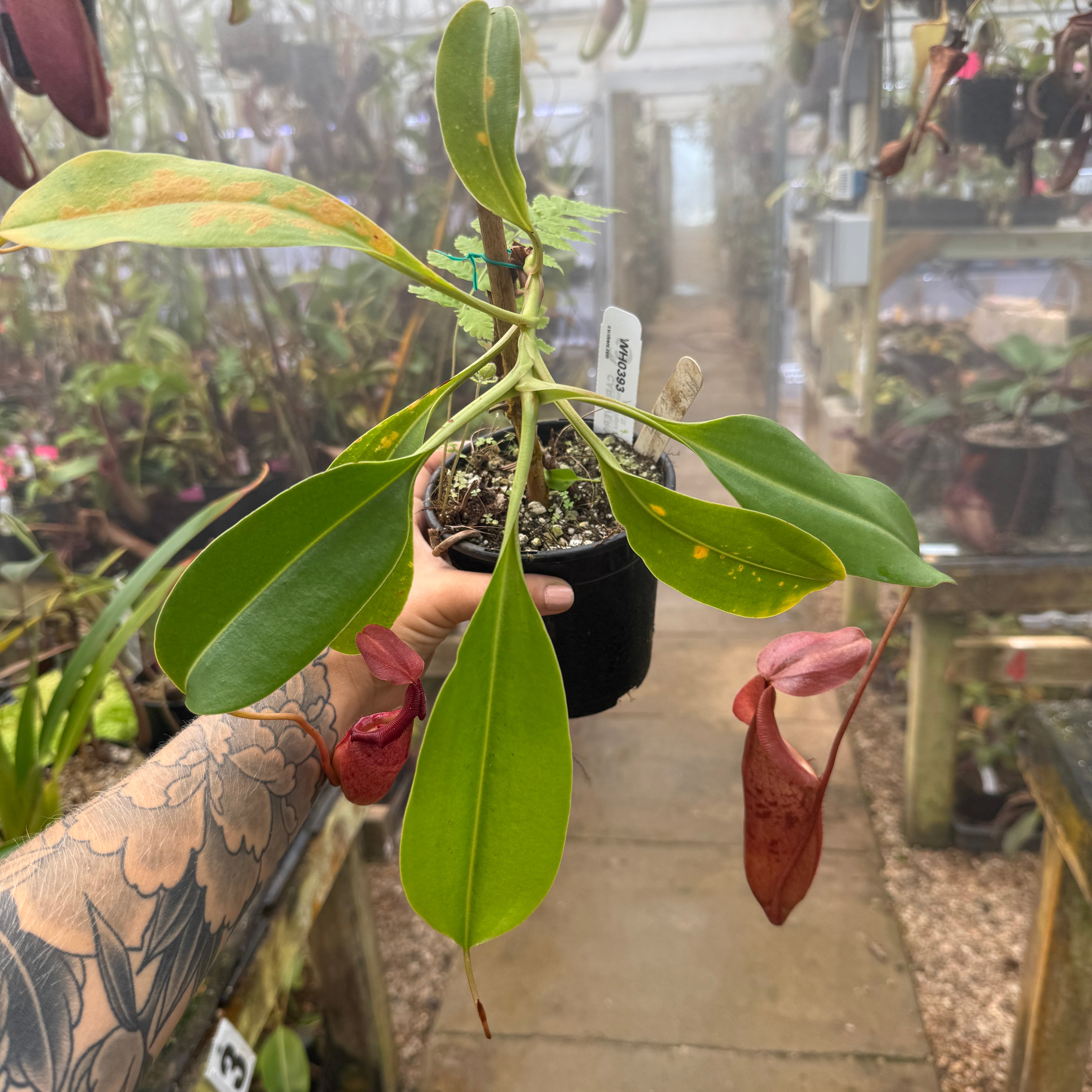WH0393 Nepenthes burkei x robcantleyi, BE-3752 (XL) (Q) – Carnivero