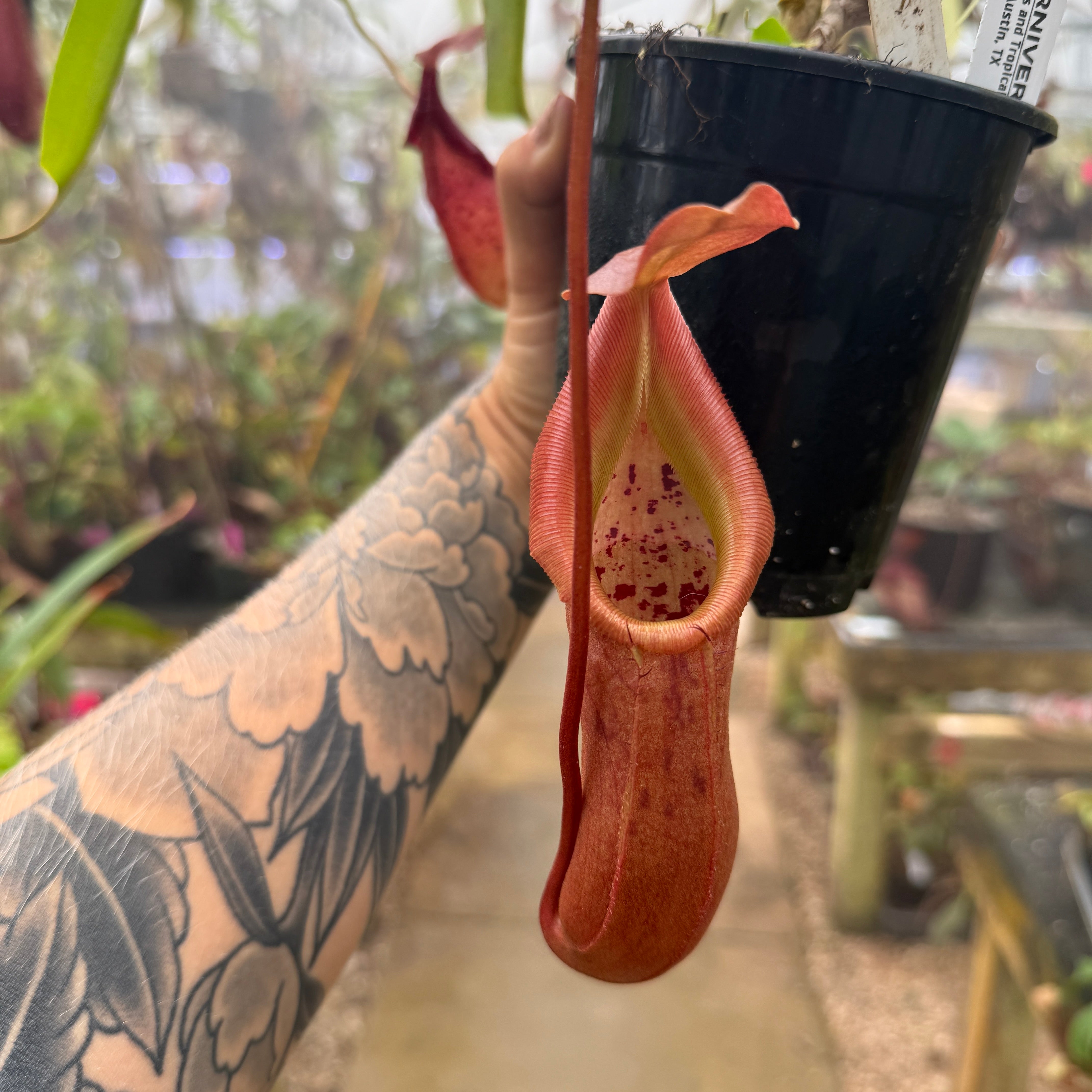 WH0393 Nepenthes burkei x robcantleyi, BE-3752 (XL) (Q) – Carnivero