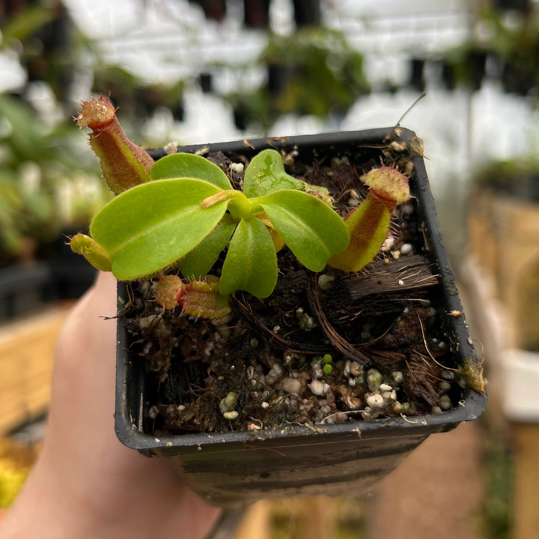 ninna TRAMONT（トラモント）ニンナ　オリカラ Nepenthes truncata (d) x harryana, CAR-0711 – Carnivero