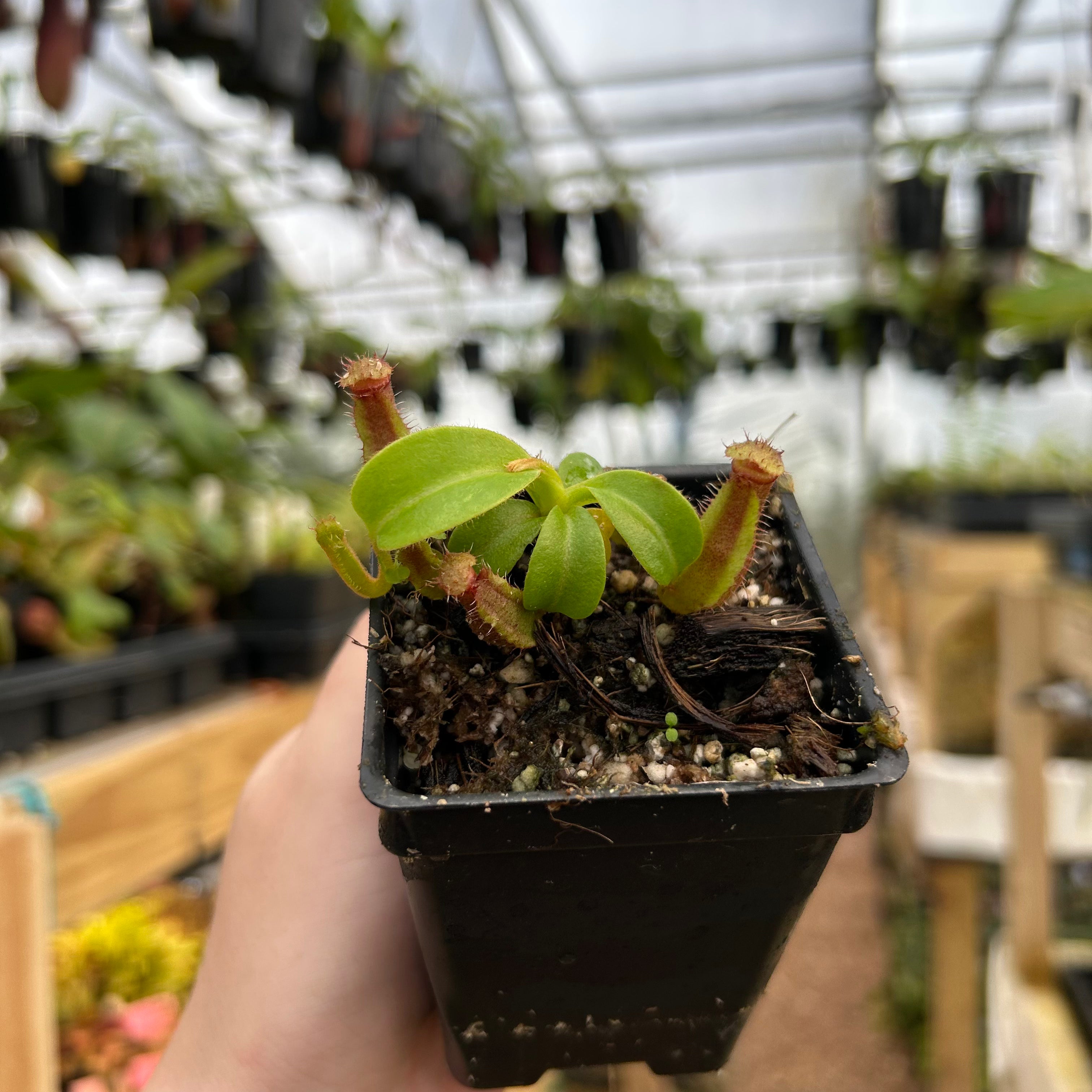 Nepenthes truncata (d) x harryana, CAR-0711 – Carnivero