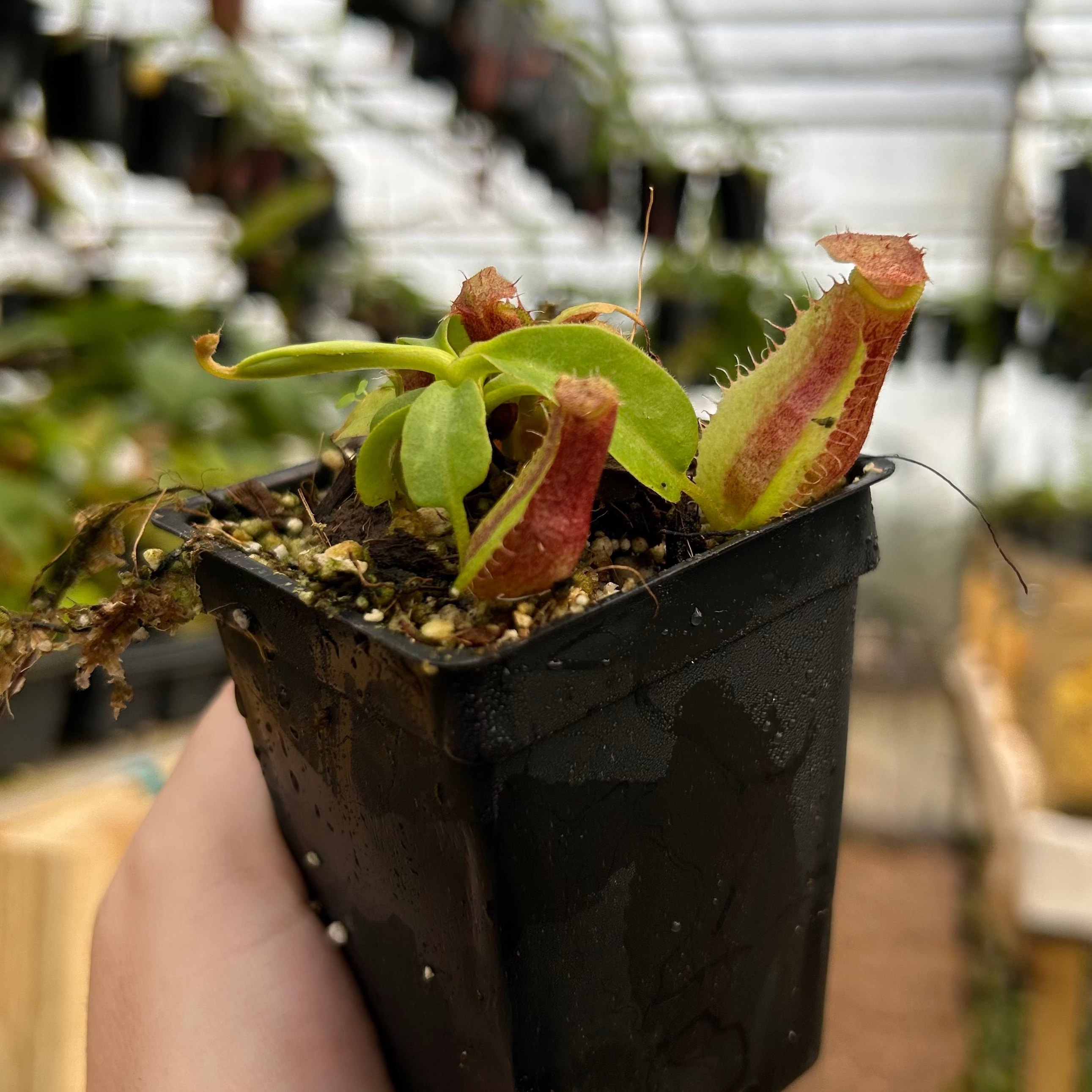 Nepenthes (spathulata x spectabilis)-BE best #2 x (lowii x