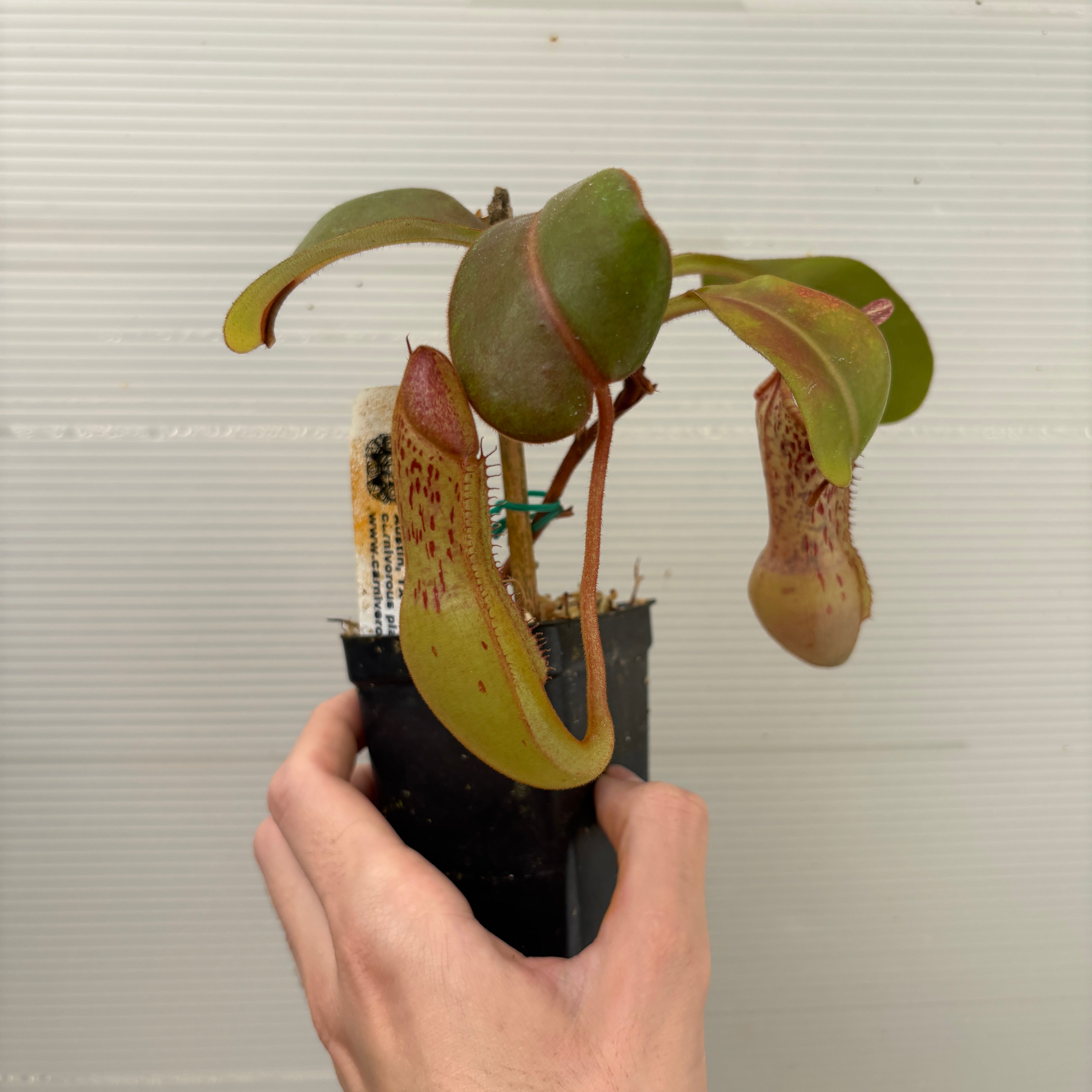 W268] Nepenthes maxima x clipeata (L) – Carnivero