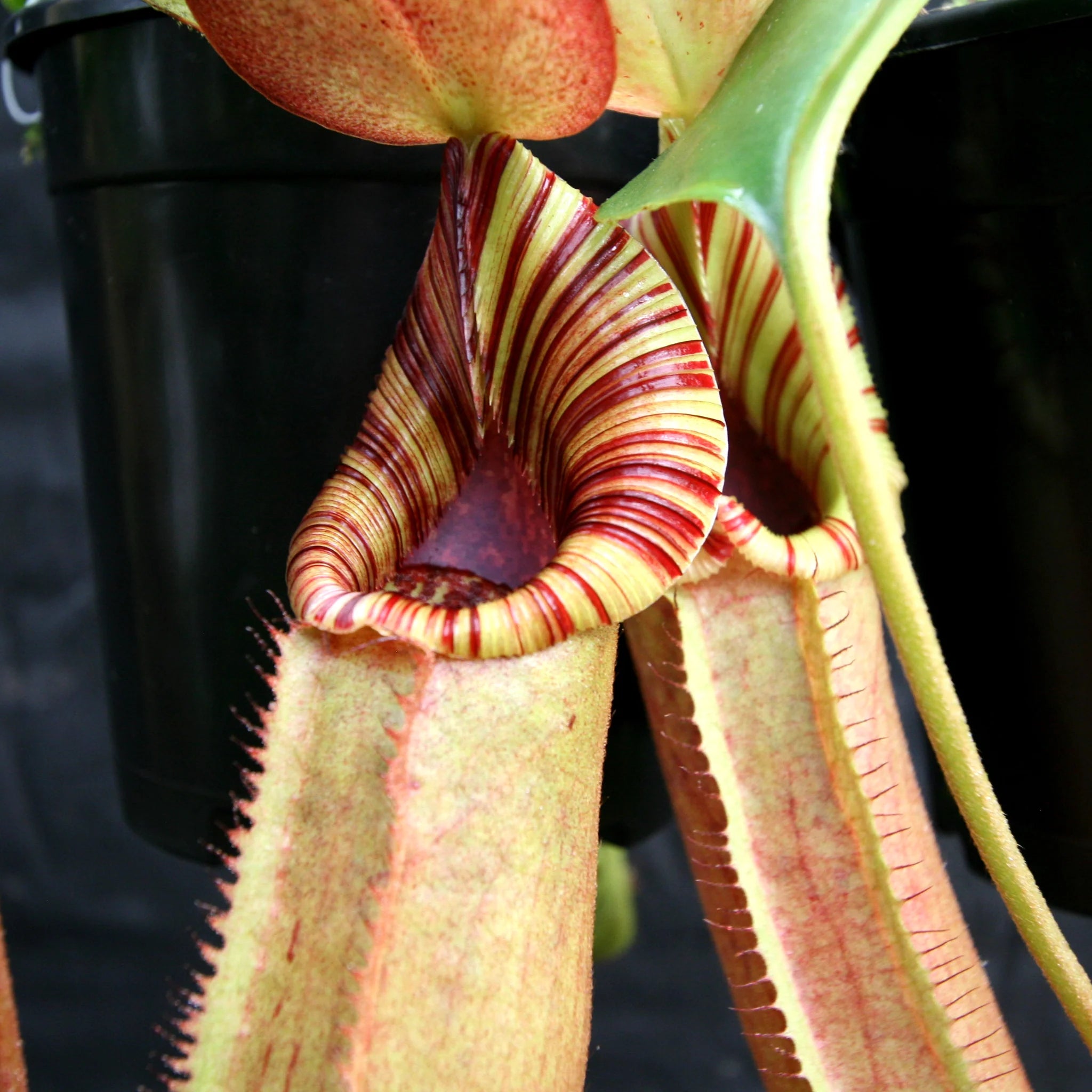 RU14 × veitchii oc pup ② RU14 × veitchii oc pup ① Nepenthes veitchii ((k) #1 x (m) #2
