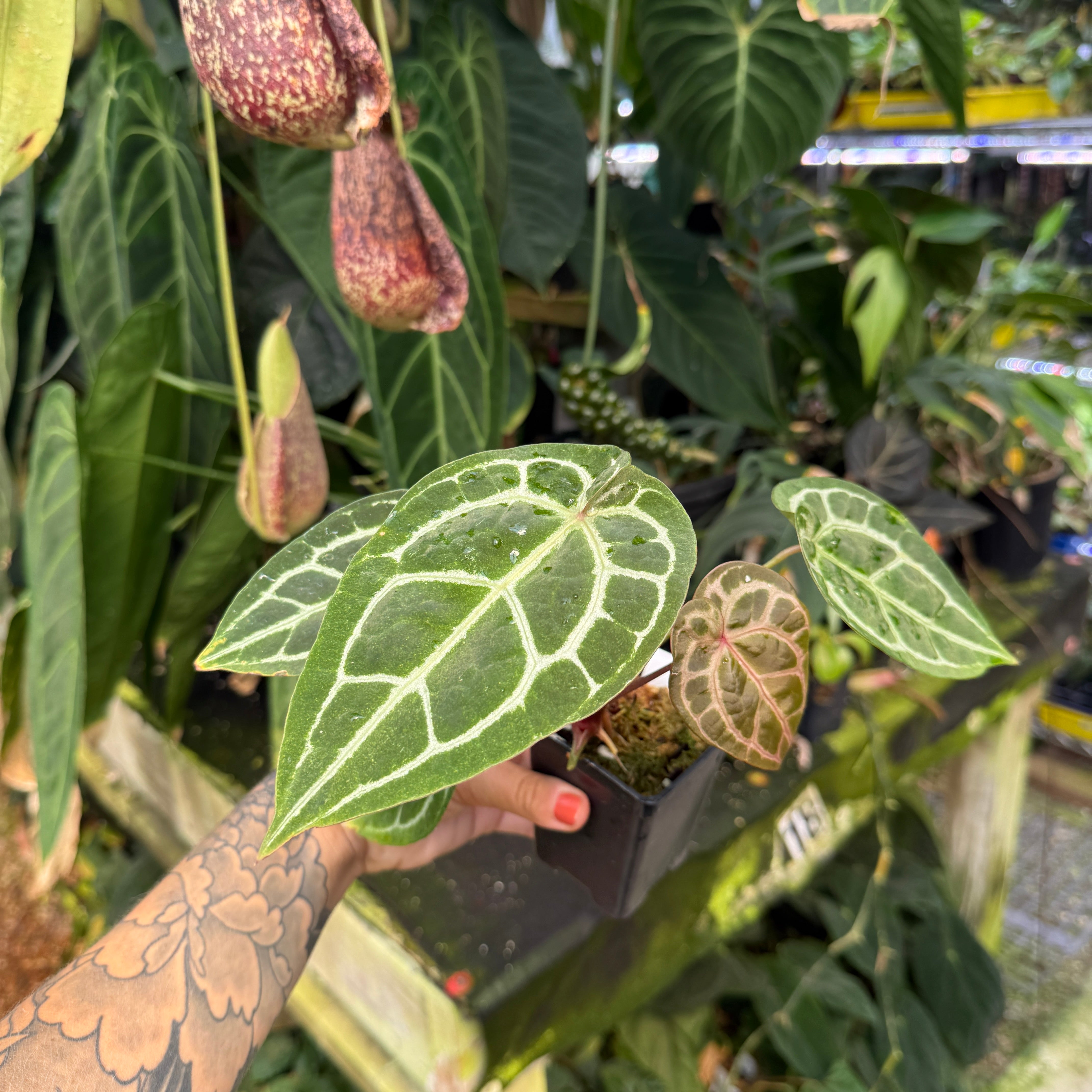 WH0337 Anthurium (dorayaki x 'Dreamweaver') x ('Necromancer' x