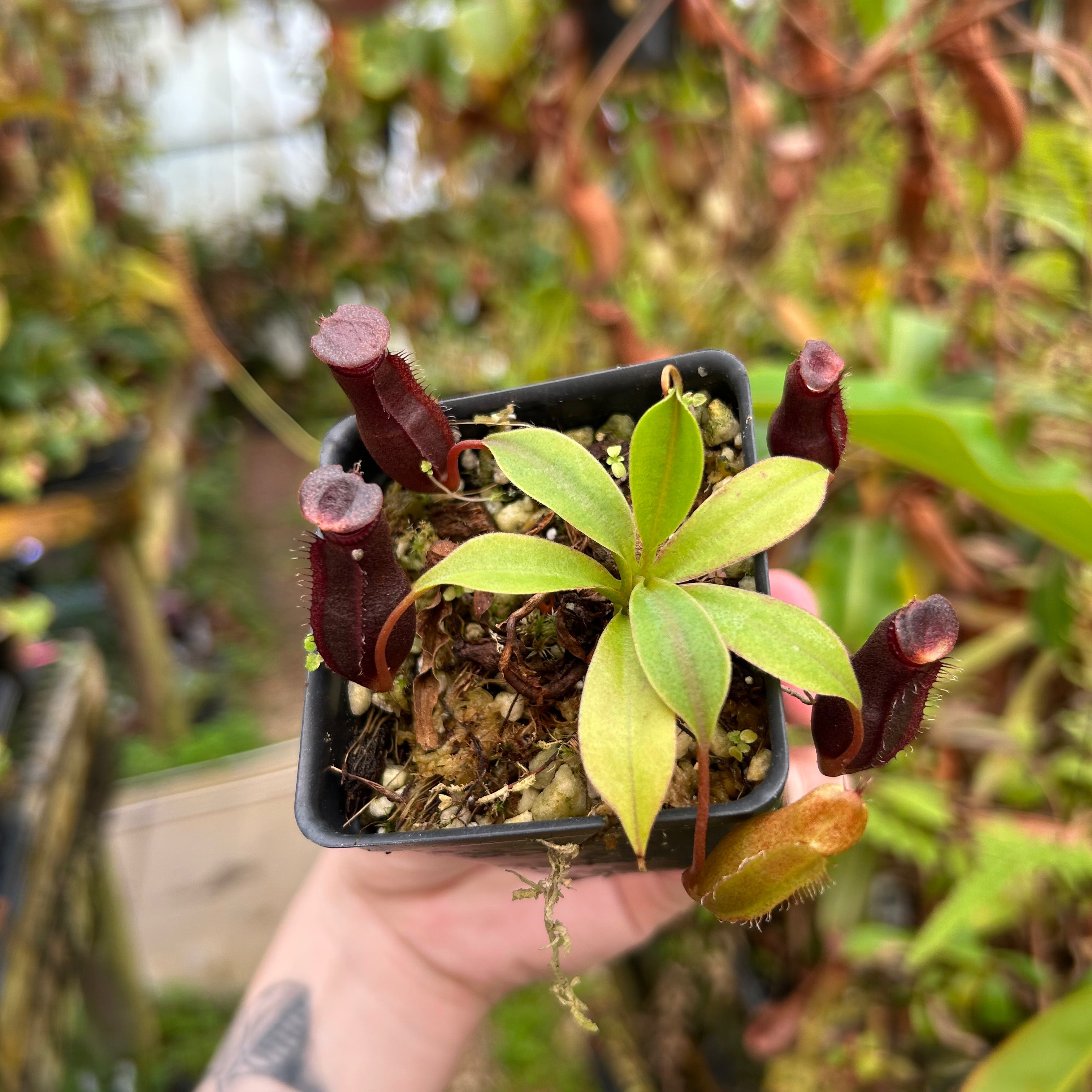 Nepenthes naga x [(ventricosa x sibuyanensis) x Trusmadiensis