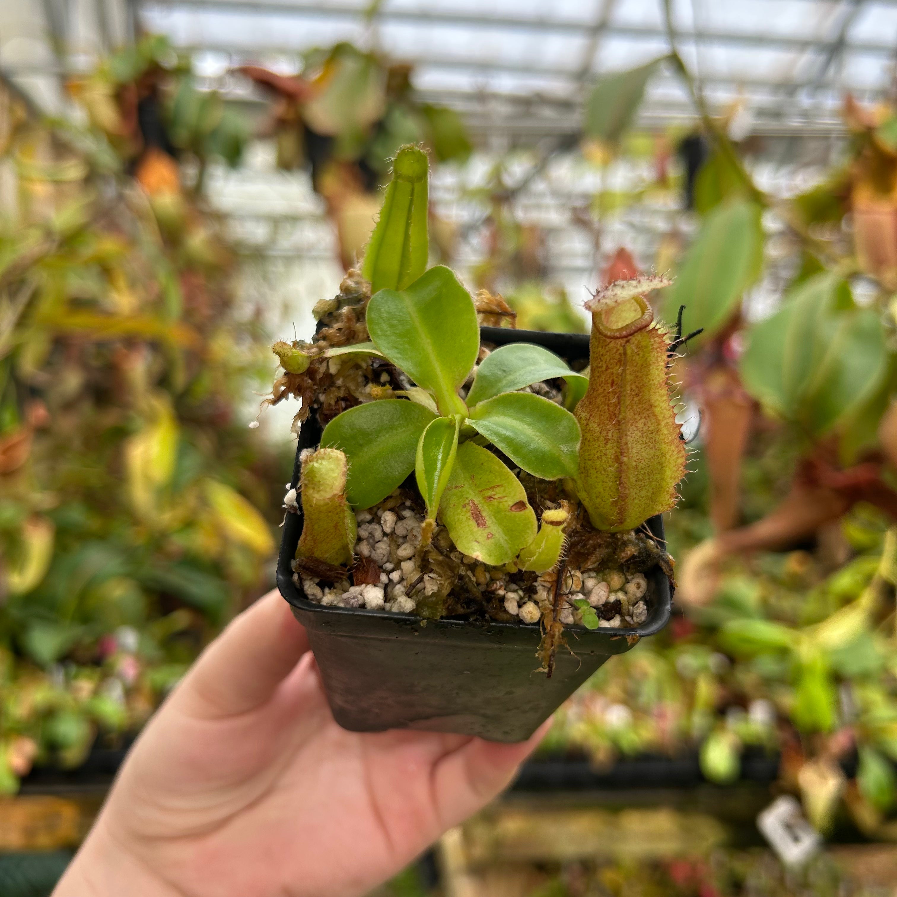 Nepenthes truncata×ventricosa Nepenthes ventricosa (k) x truncata (d)- wide peristome, CAR-0665