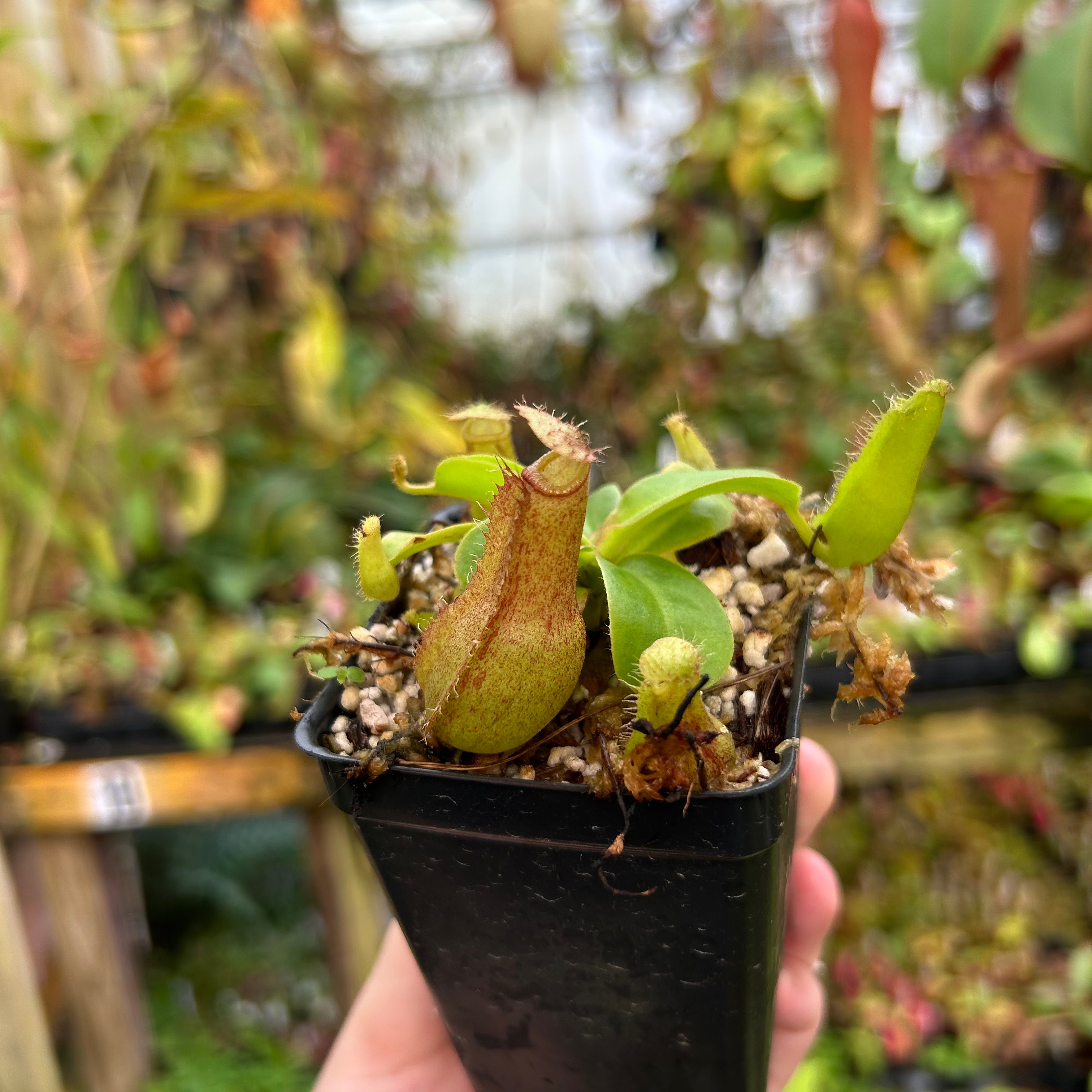 Nepenthes ventricosa (k) x truncata (d)- wide peristome, CAR-0665