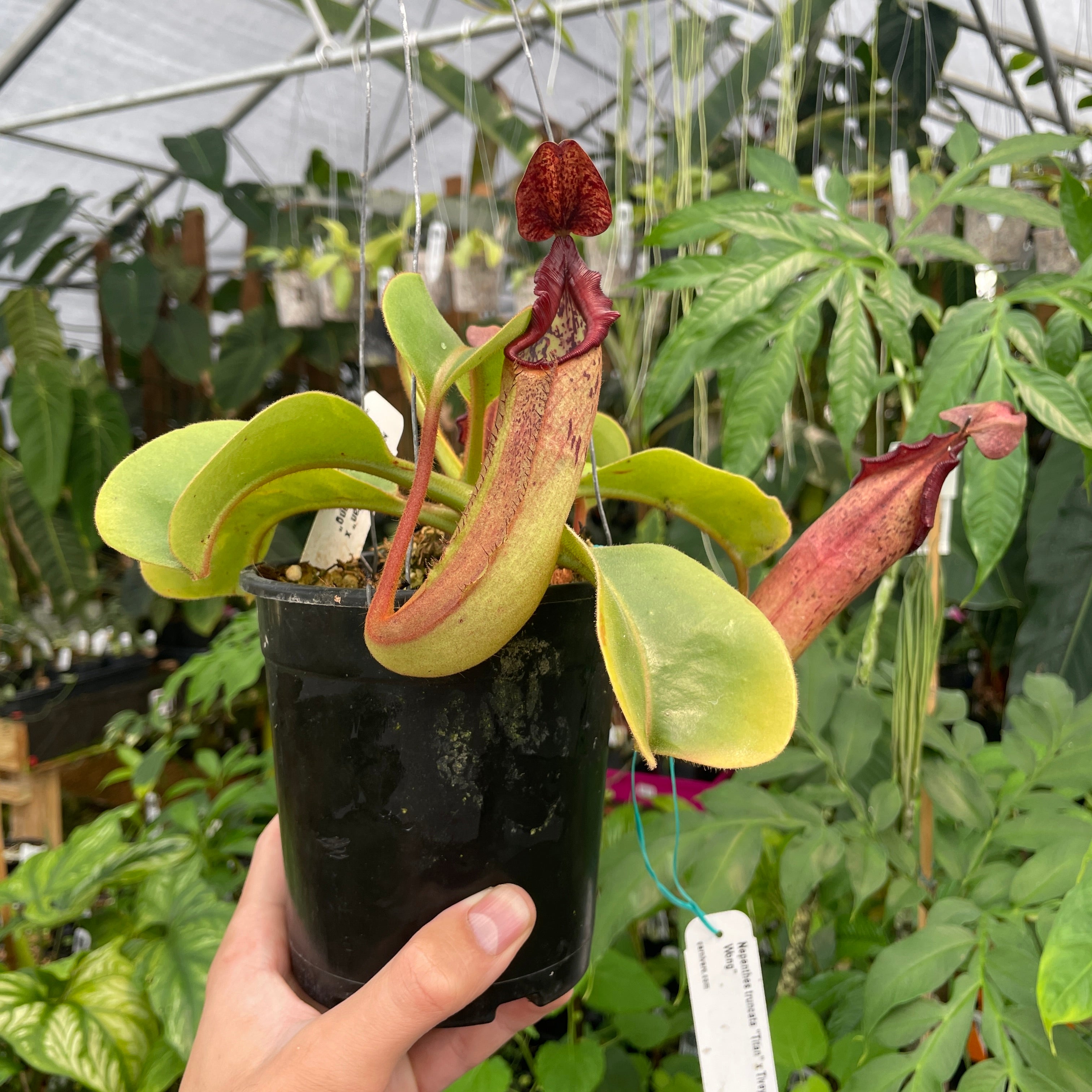ディセンシア A286] Nepenthes truncata 