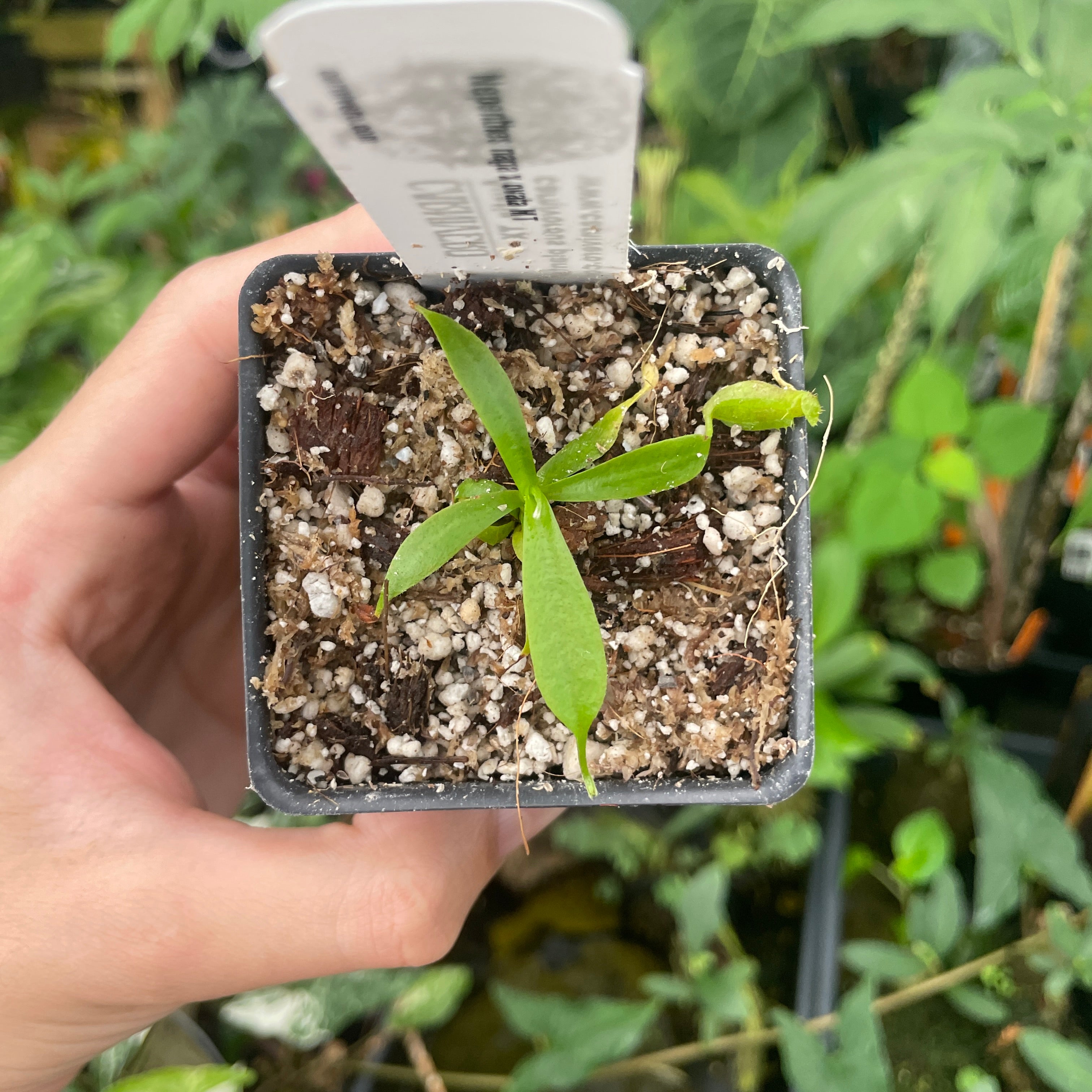 A289] Nepenthes naga x ovata MT (Xs) – Carnivero