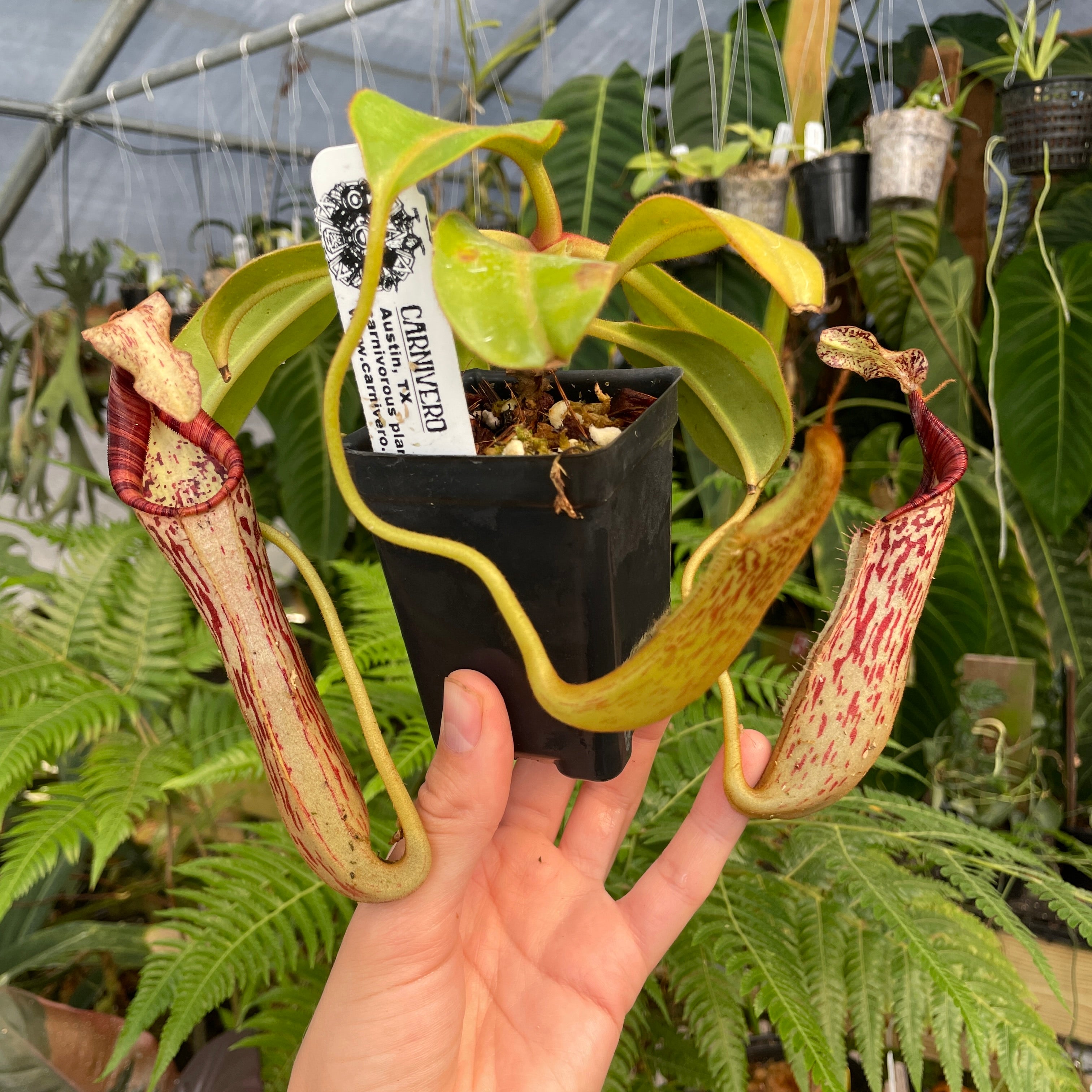 A296] Nepenthes epiphytica x mollis (L, unpotted) – Carnivero