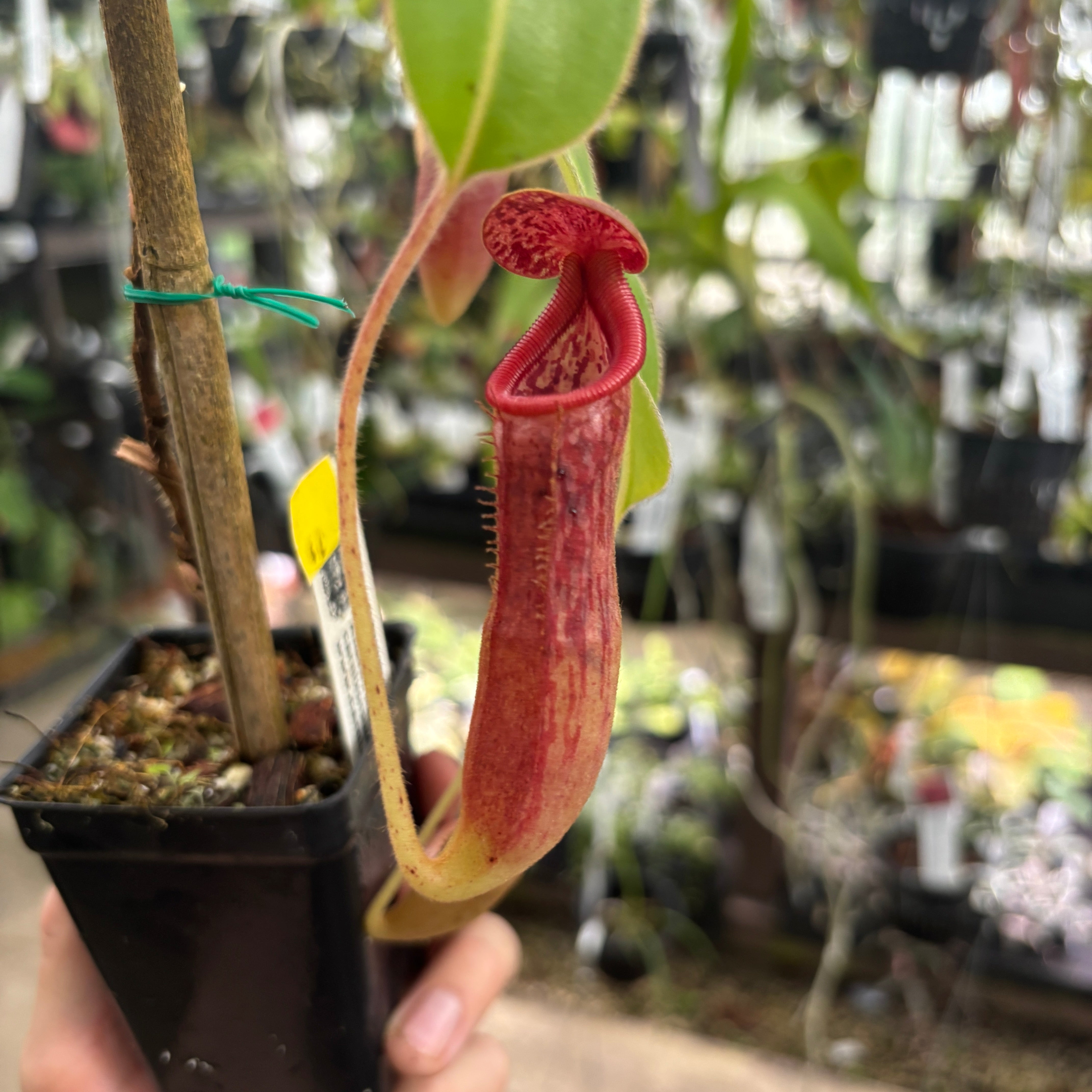 Nepenthes glandulifera x Trusmadiensis – Carnivero